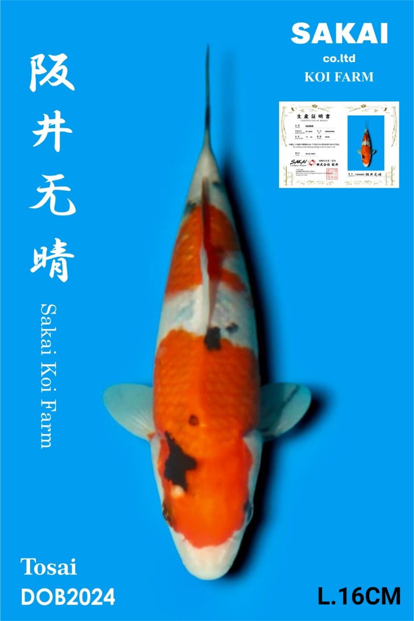 SANKE IMPORT SAKAI KOI BEST QUALITY KOI FARM16cm