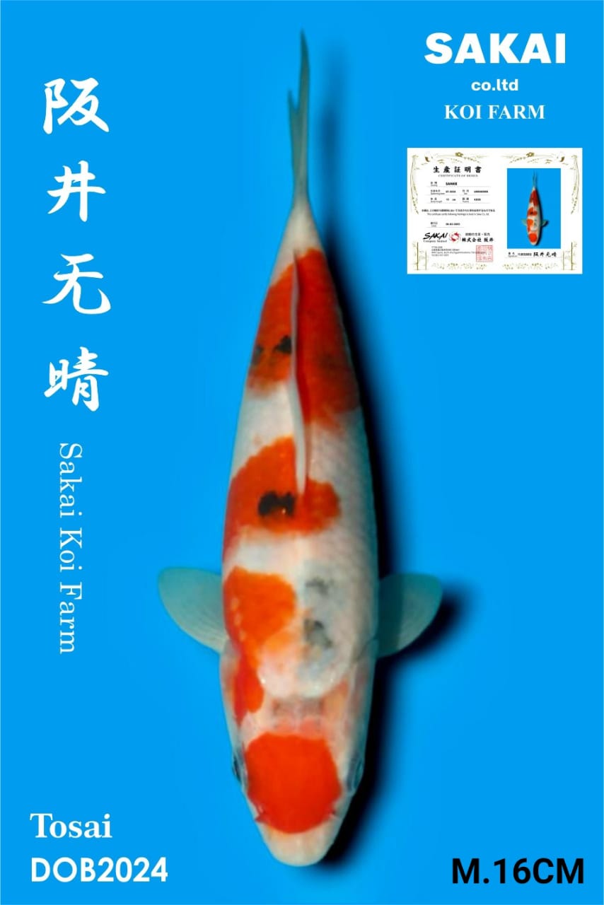 SANKE IMPORT SAKAI KOI BEST QUALITY KOI FARM16cm