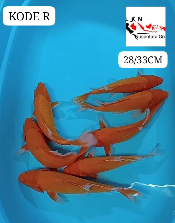 MIX KUMPAY ORENJI 7 EKOR LOKASI BLITAR 2833cm
