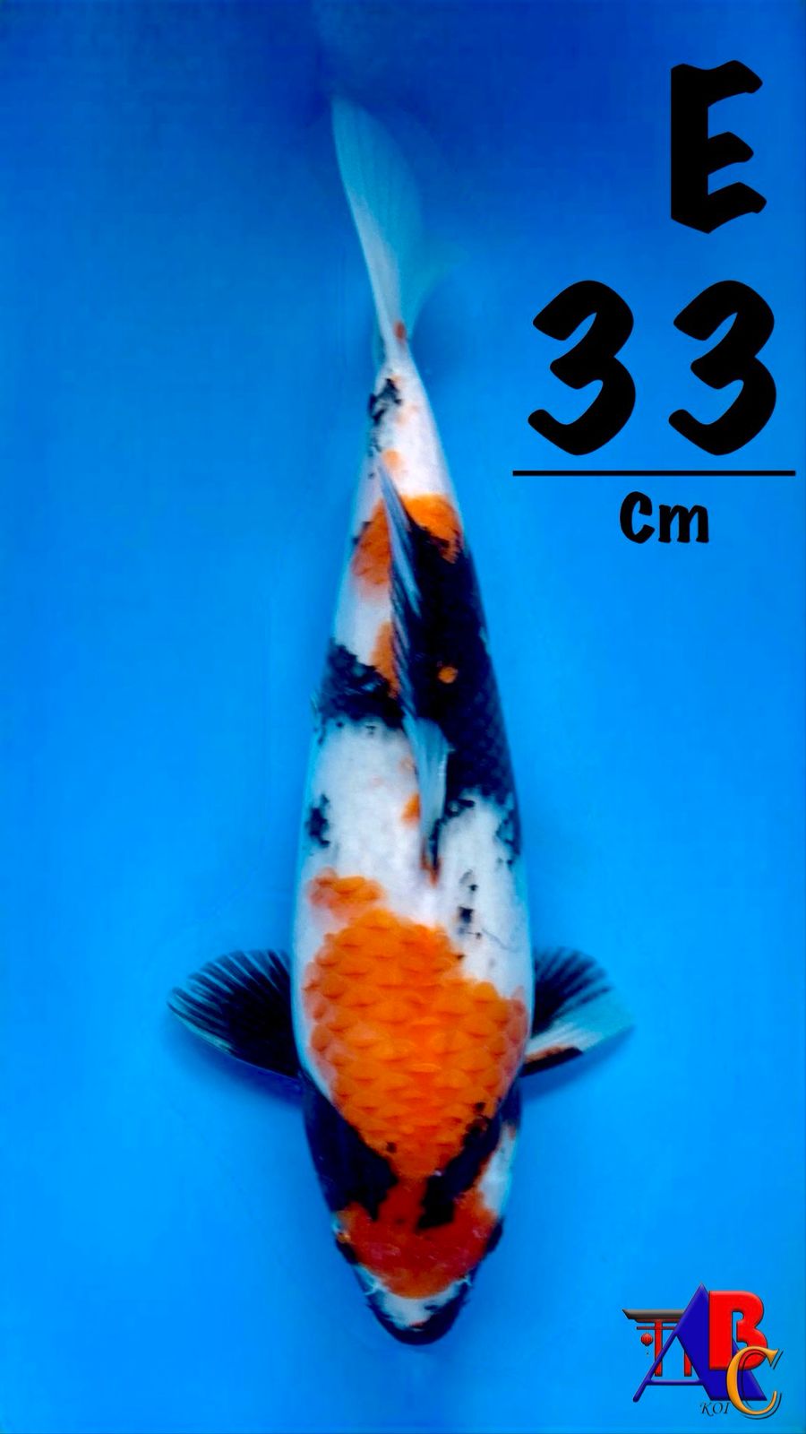 SHOWA BERPUNUK 33cm