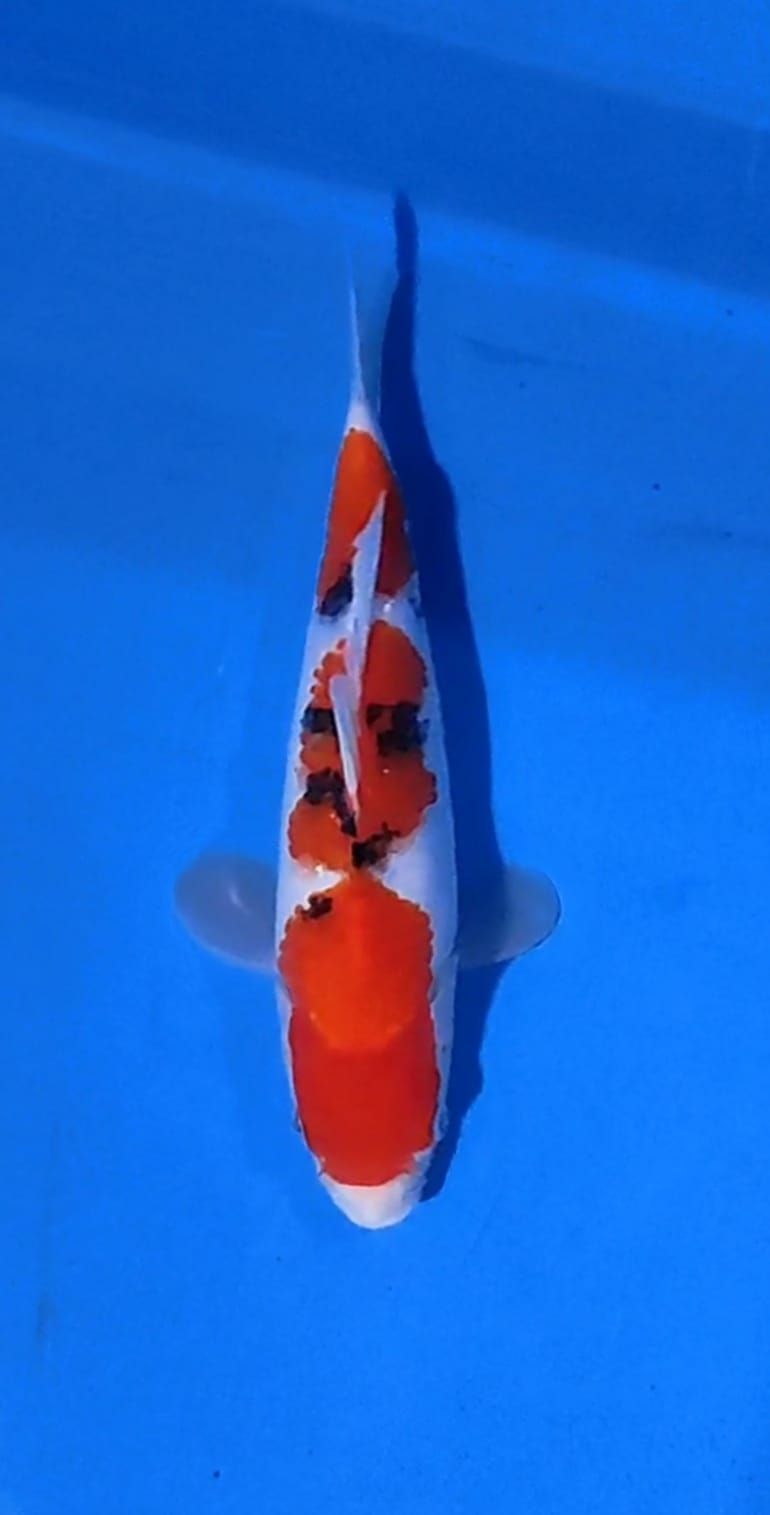 SANKE 17cm