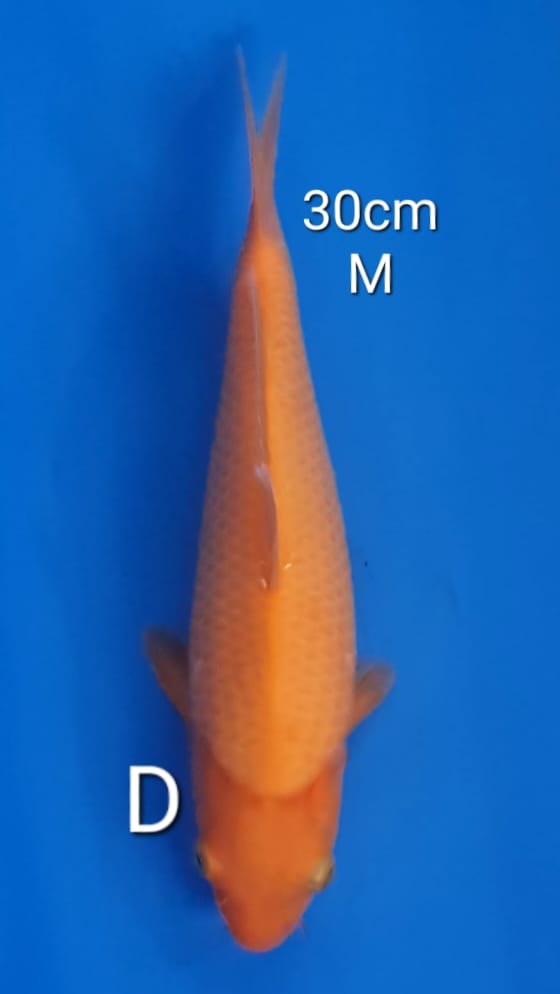 BENIGOI 30cm