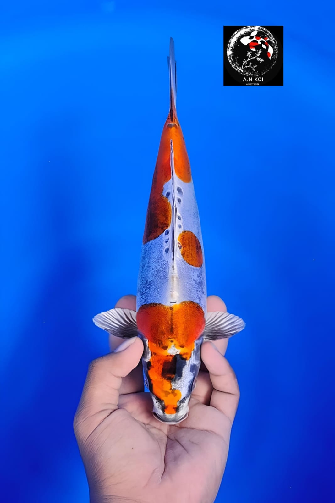 KIKOKURYU 20cm