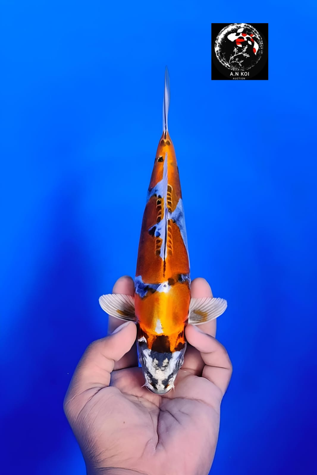 KIKOKURYU 24cm