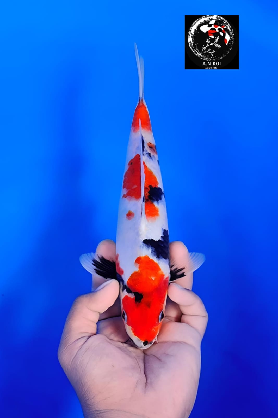 KINDAI SHOWA 25cm