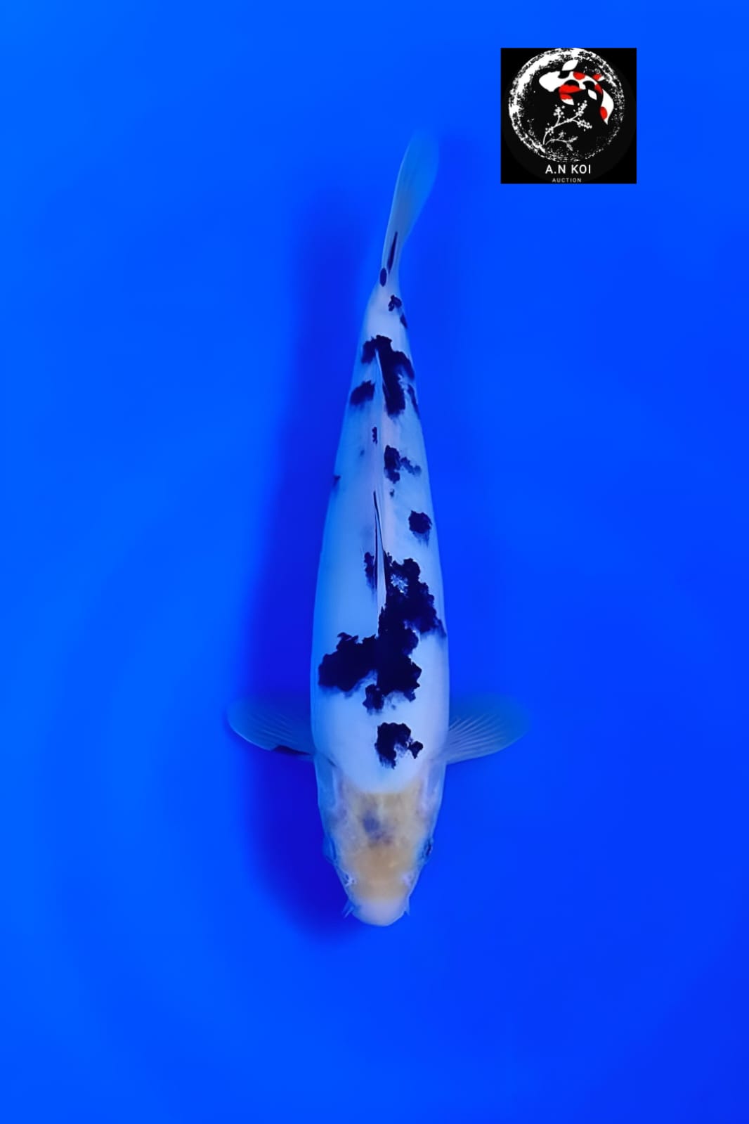BEKKO 26cm