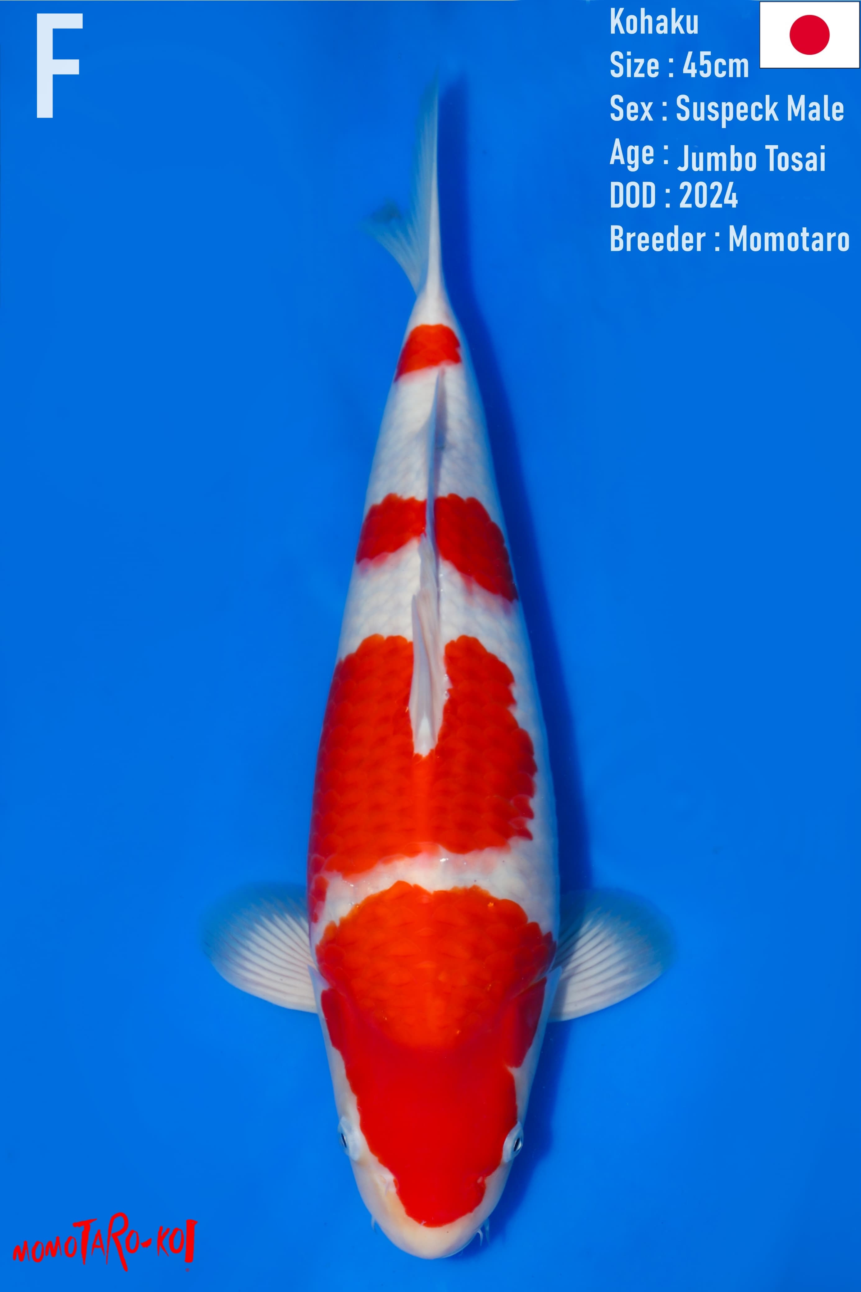 LELANG JUMBO TOSAI SAKAI VS MOMOTARO KOHAKU 45cm