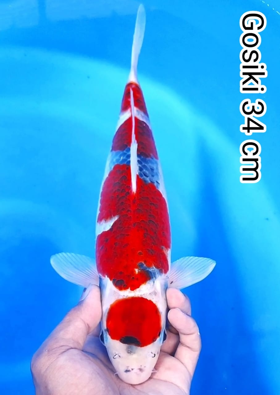 MARUTEN GOSIKI 34cm