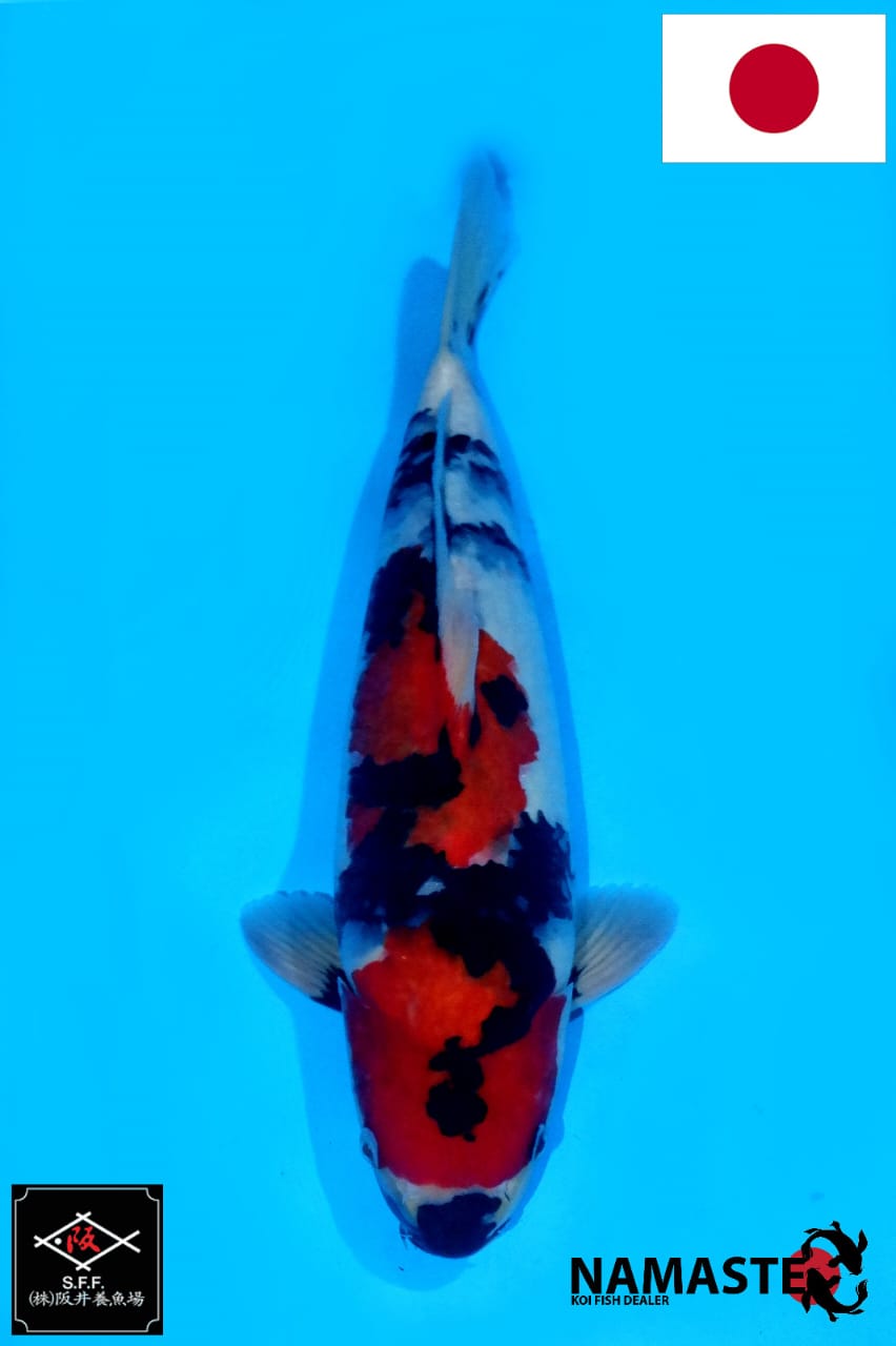 IMPORT SAKAI SHOWA GOOD PROSPECT MALE 41cm