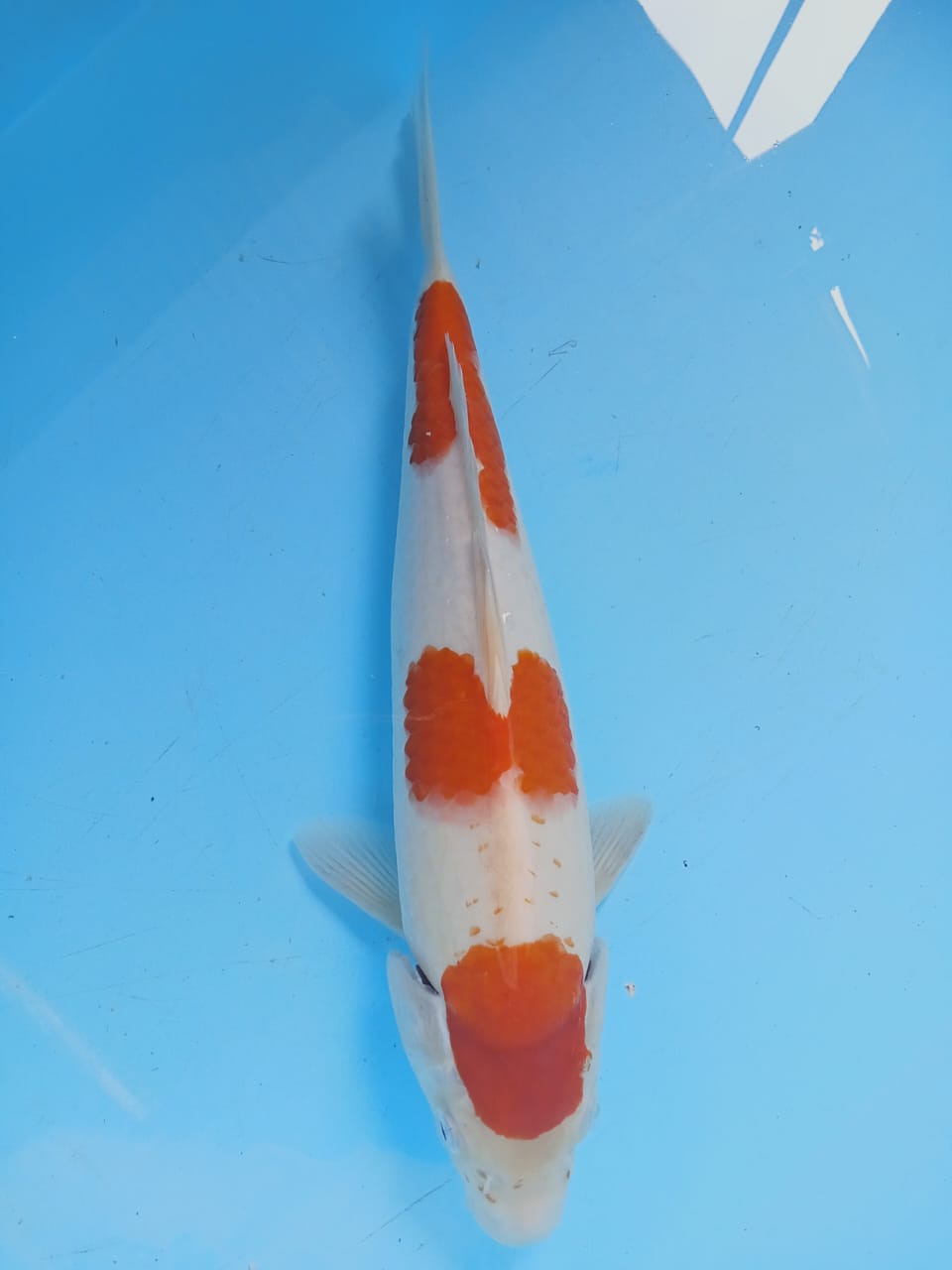 KOHAKU 36cm