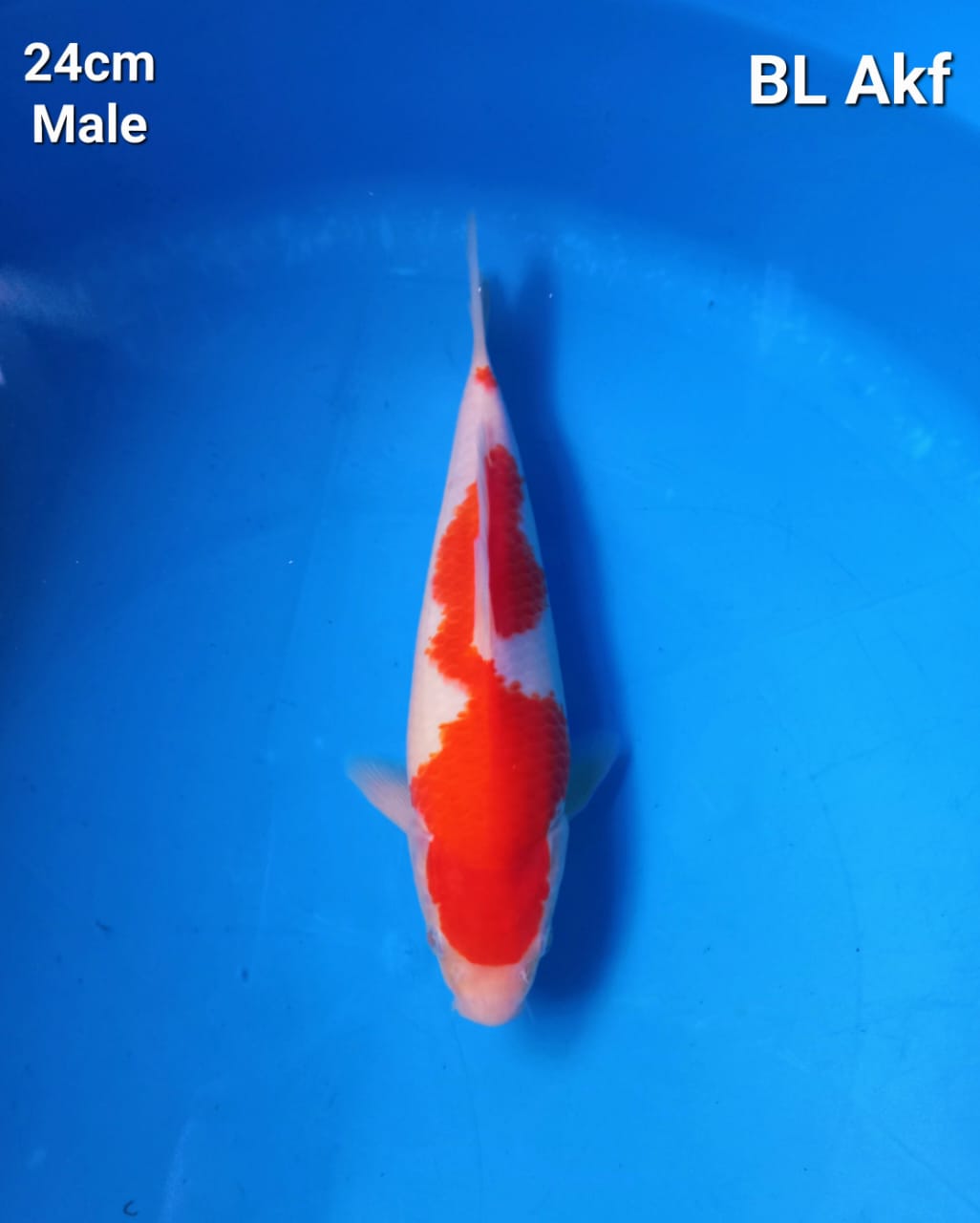 KOHAKU SMOOTH 24cm