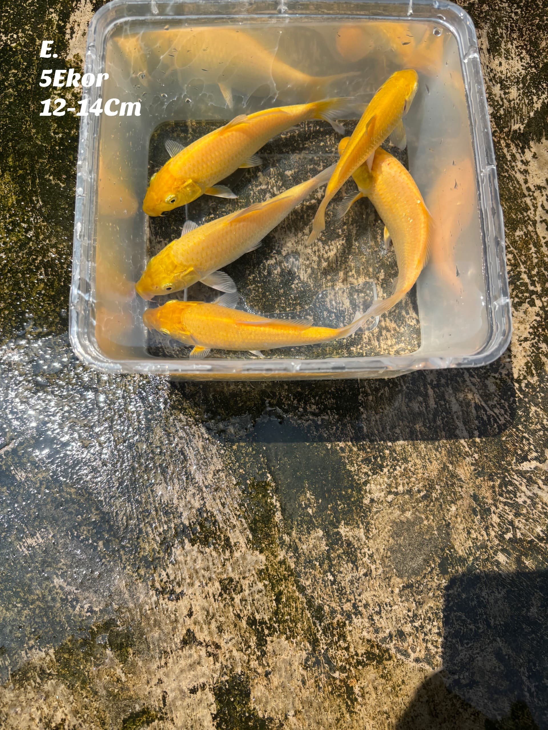 KARASI LEMON SUPER HQ BAHAN KEEPING KUALITAS TDK DIRAGUKAN LAGI BAKAT JUMBO 5 EKOR 12 14cm