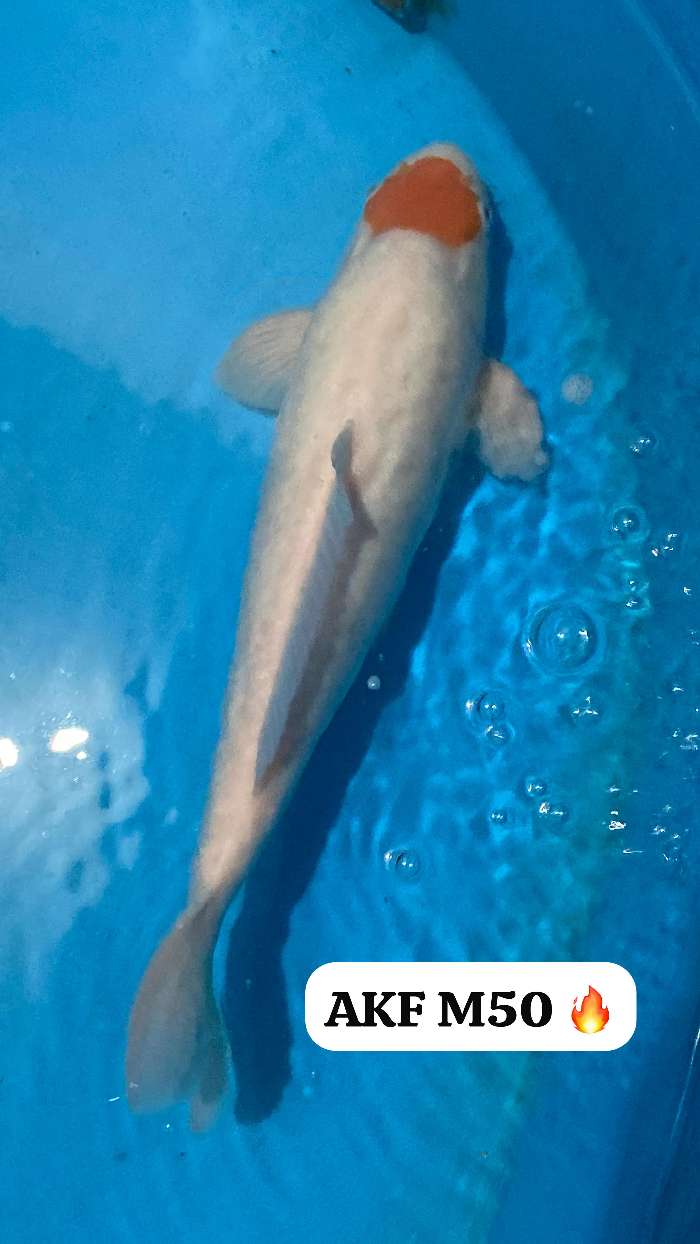 TANCHO KOHAKU AKFBULKY PUNUK 50BU 48cm