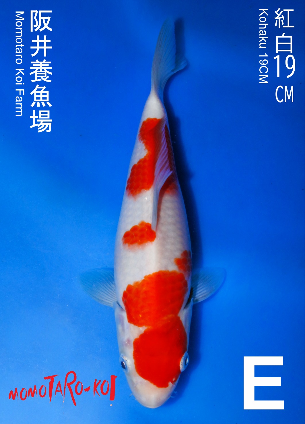 KOHAKU MOMOTARO 19cm