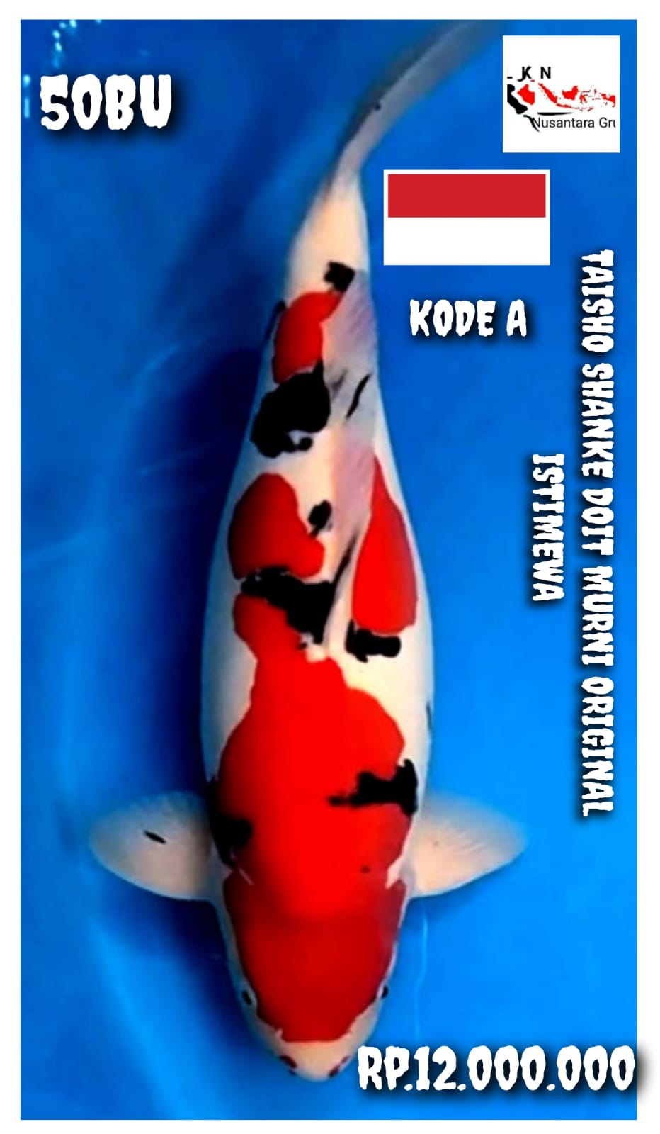 IKAN KELAS SULTAN TAISHO SHANKE DOIT ORIGINAL SQ ISTIMEWA LOKASI CIKARANG 50BU 49cm