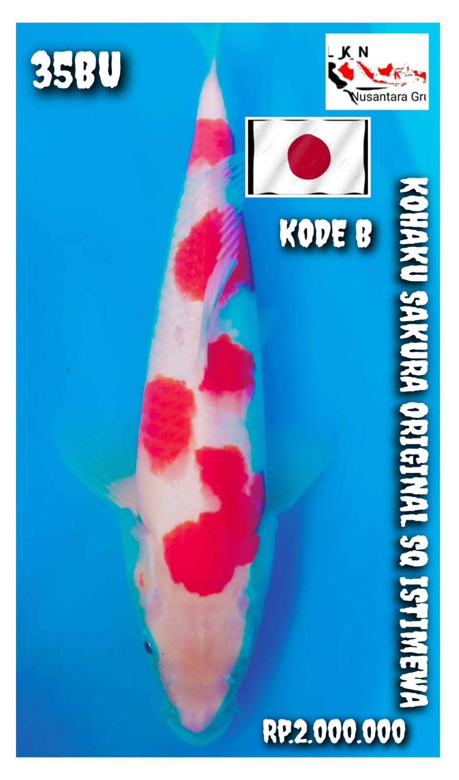KOHAKU SAKURA MALE ORIGINAL F1 SAKAI LOKASI BOJONEGORO 35BU 33cm
