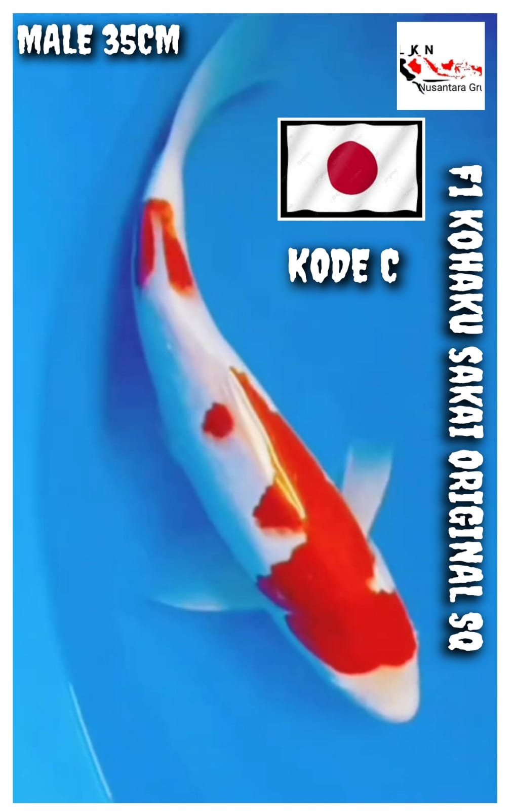 KOHAKU ORIGINAL SQ F1 SAKAI ISTIMEWA LOKASI BOJONEGORO 35cm