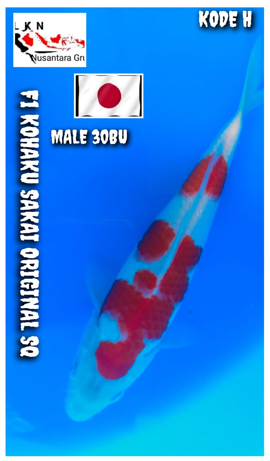 F1 KOHAKU SAKAI AQ ORIGINAL ISTIMEWA LOKASI BOJONEGORO 30BU 29cm