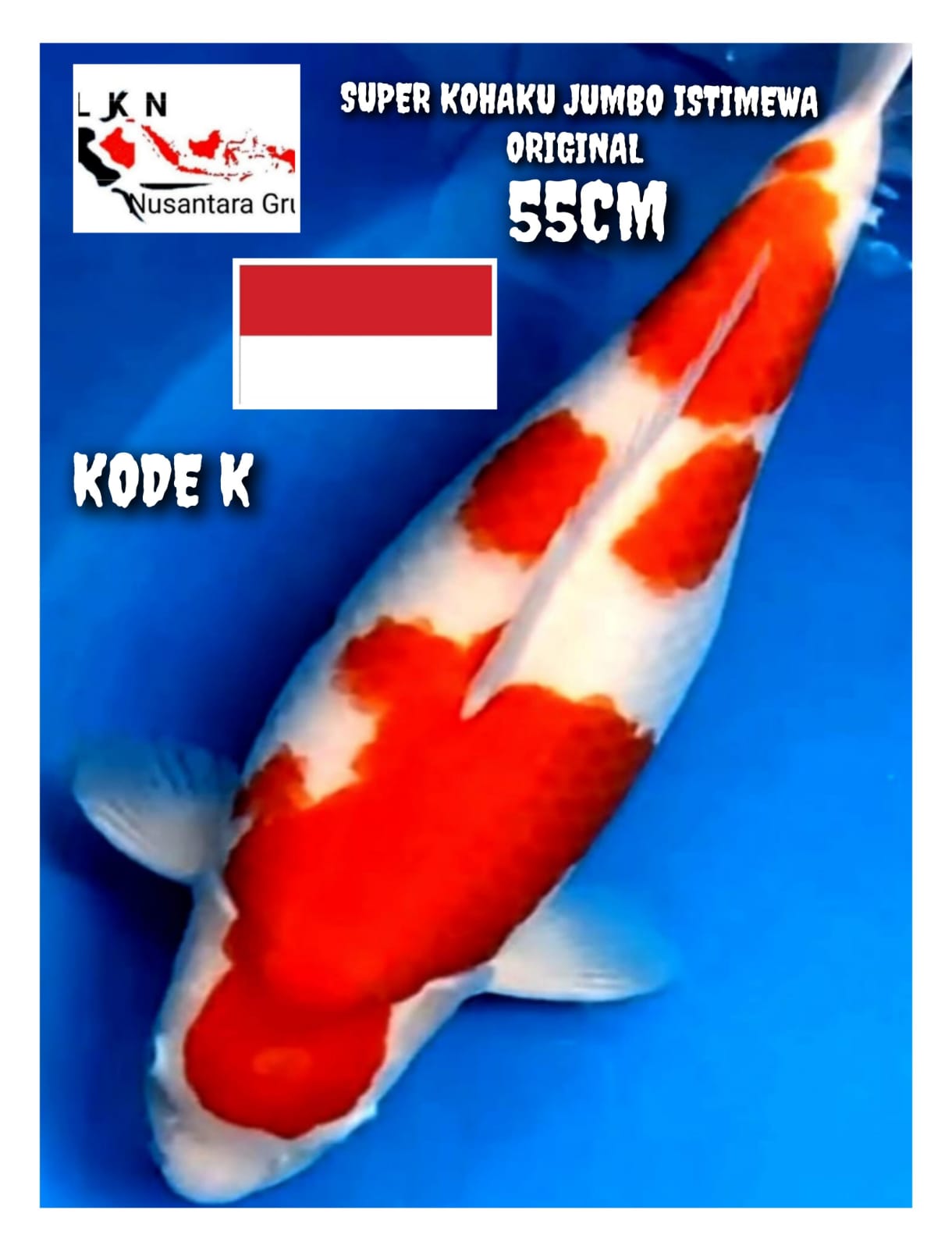 SUPER KOHAKU JUMBO ORIGINAL ISTIMEWA LOKASI CIKARANG 55cm