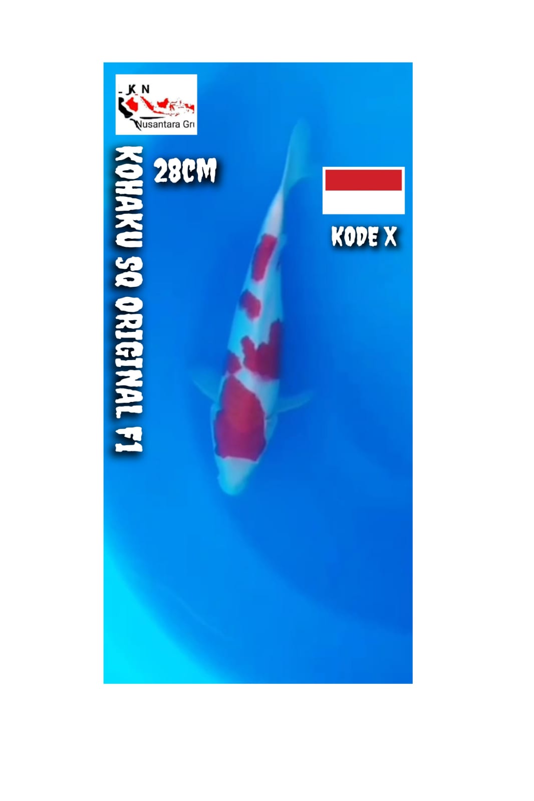 KOHAKU SQ ORIGINAL PATREN SKIN JOS IKAN IDAMAN PARA SULTAN LOKASI BOJONEGORO 28cm