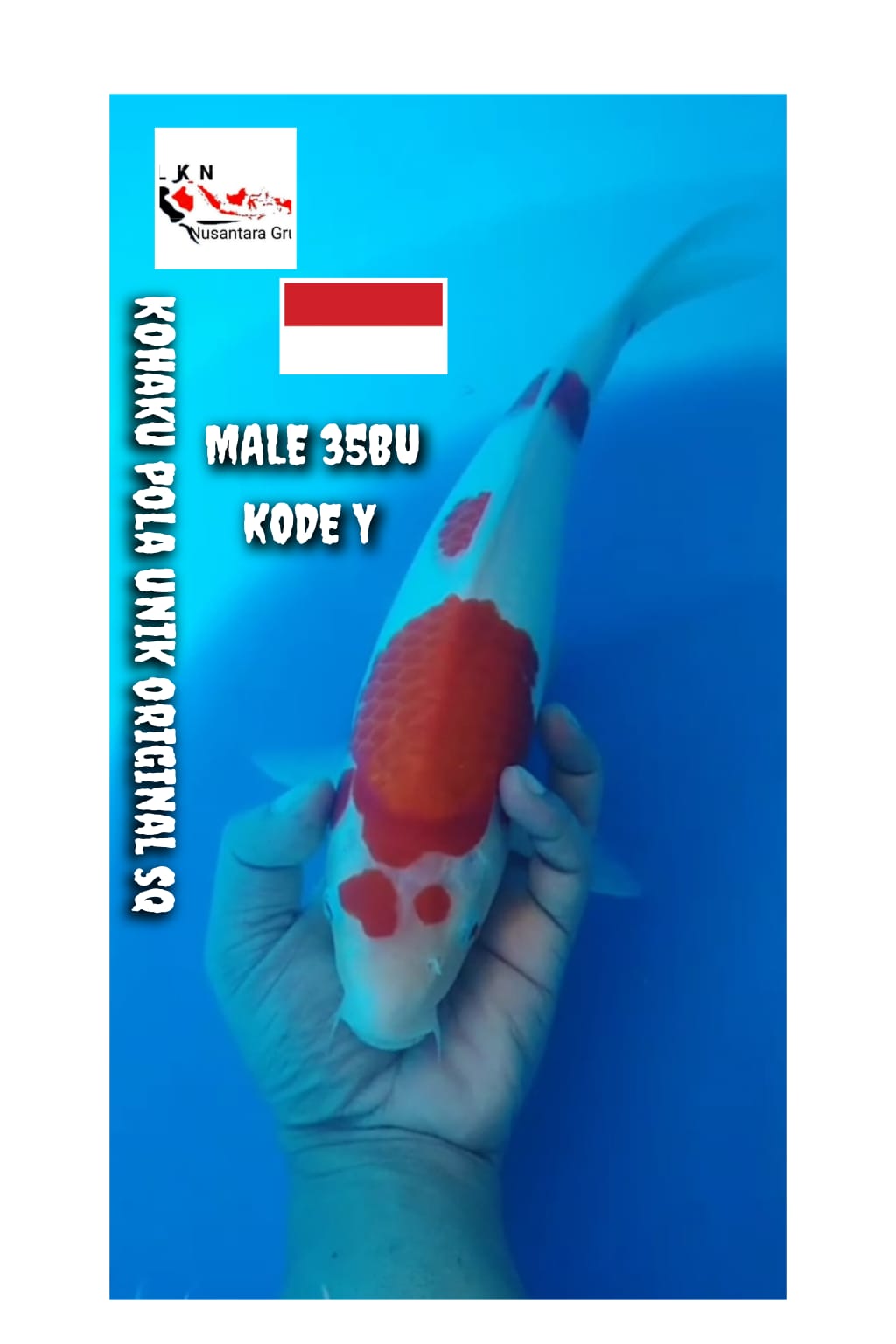 KOHAKU POLA ANTIK SQ ORIGINAL MALE IKAN IDAMAN PARA SULTAN LOKASI BOJONEGORO 35BU 34cm