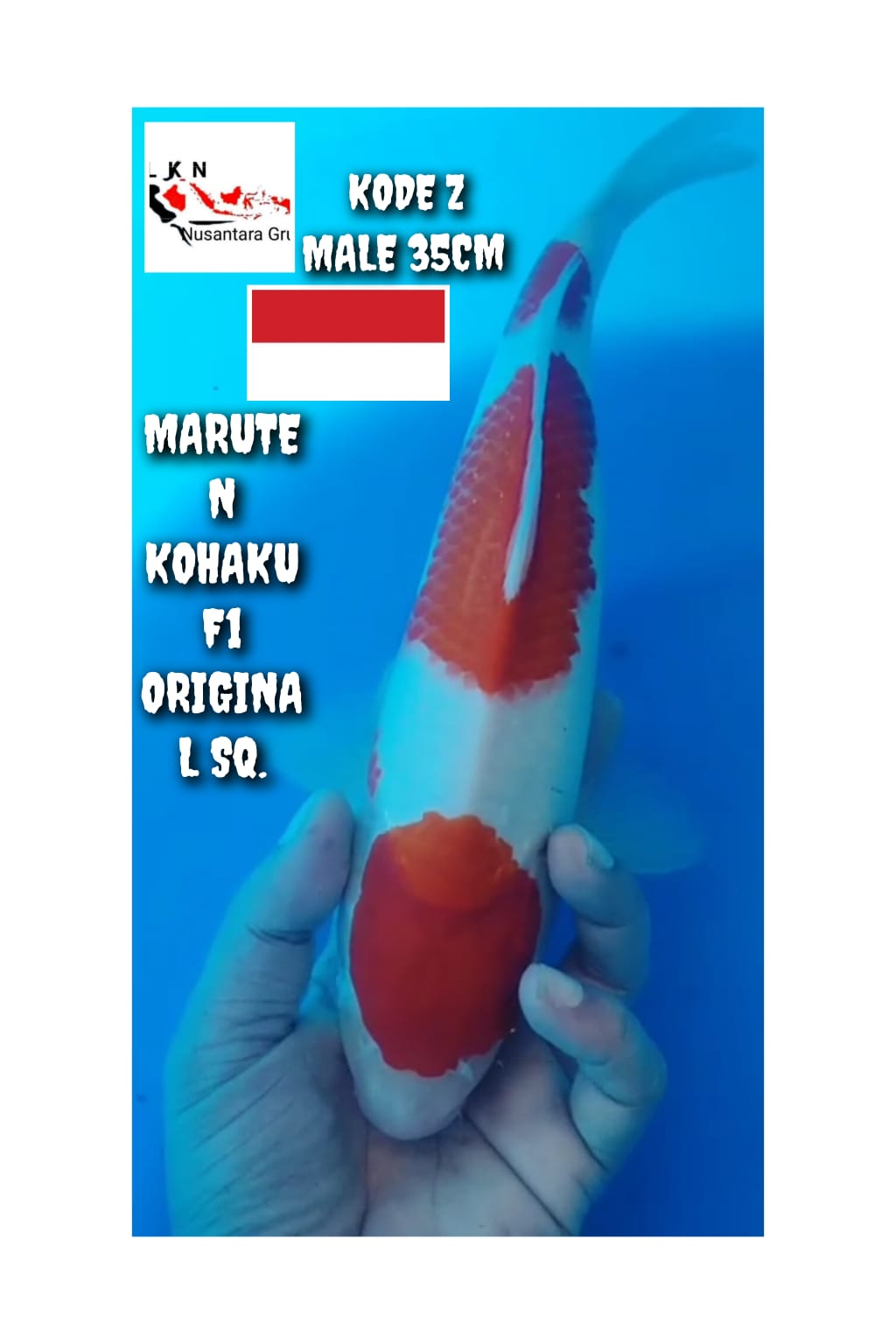 MARUTEN KOHAKU MALE F1 ORIGINAL PATREN ISTIMEWA LOKASI BOJONEGORO 35cm