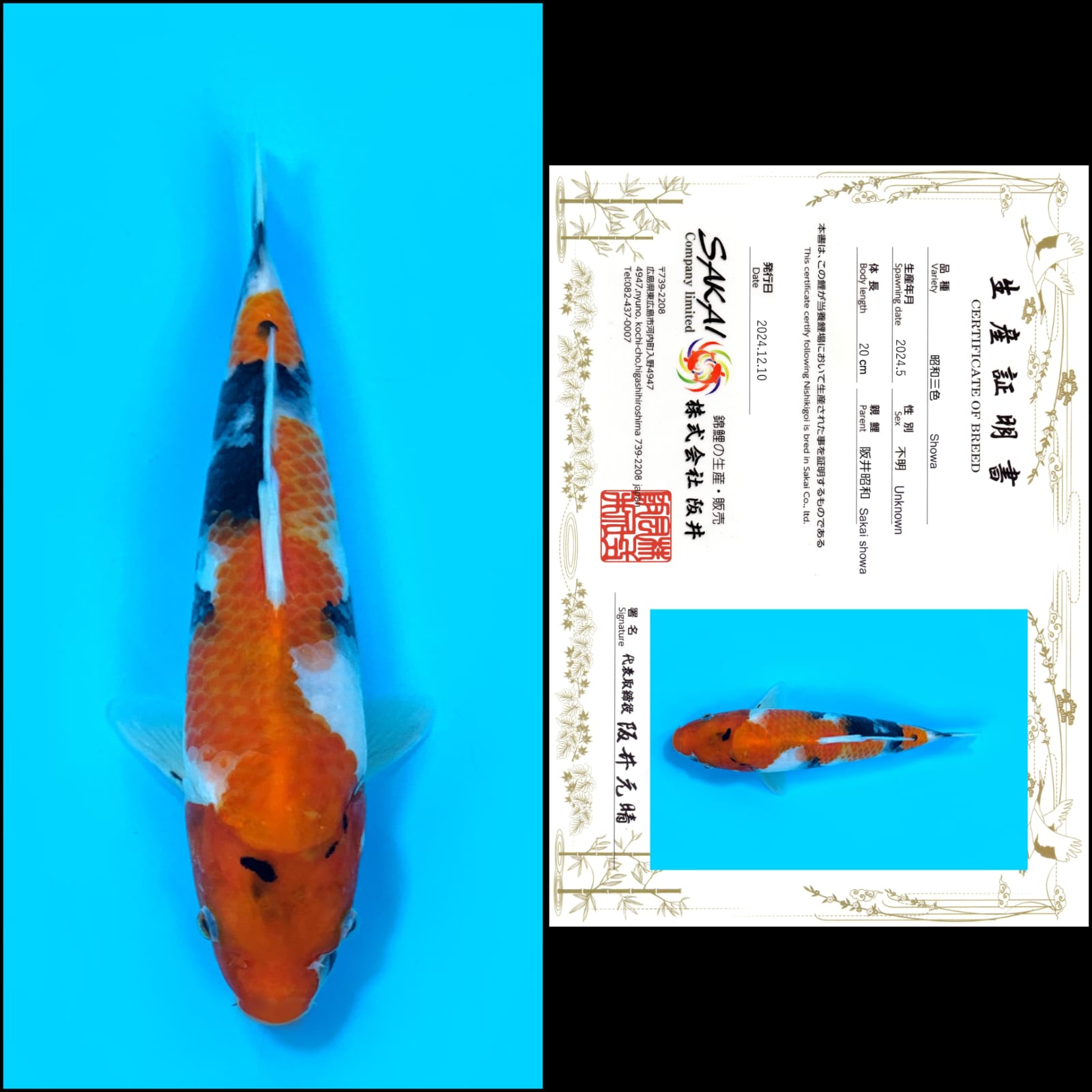 SHOWA IMPORT SAKAI UNCHEK 20cm