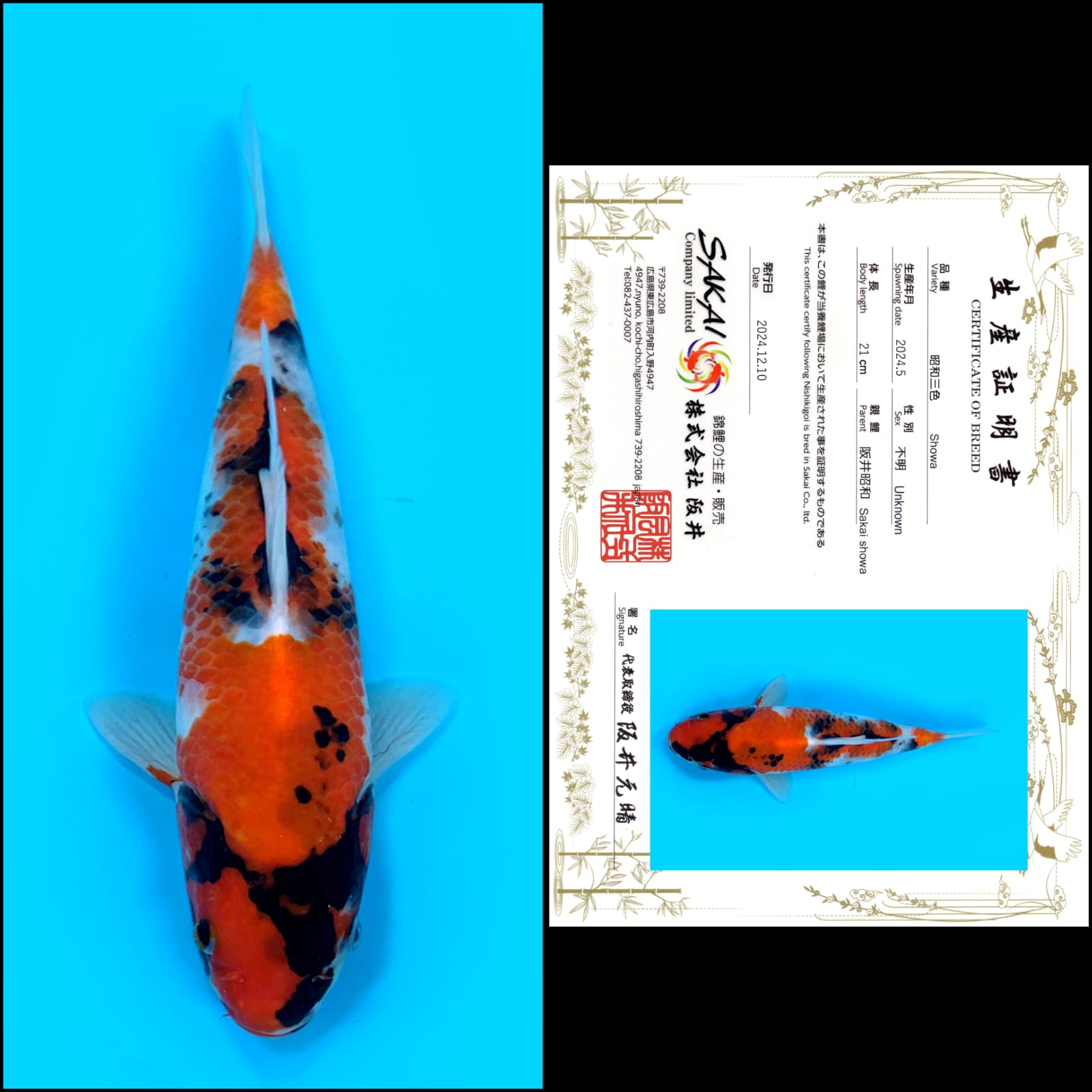 SHOWA IMPORT SAKAI UNCHEK 21cm