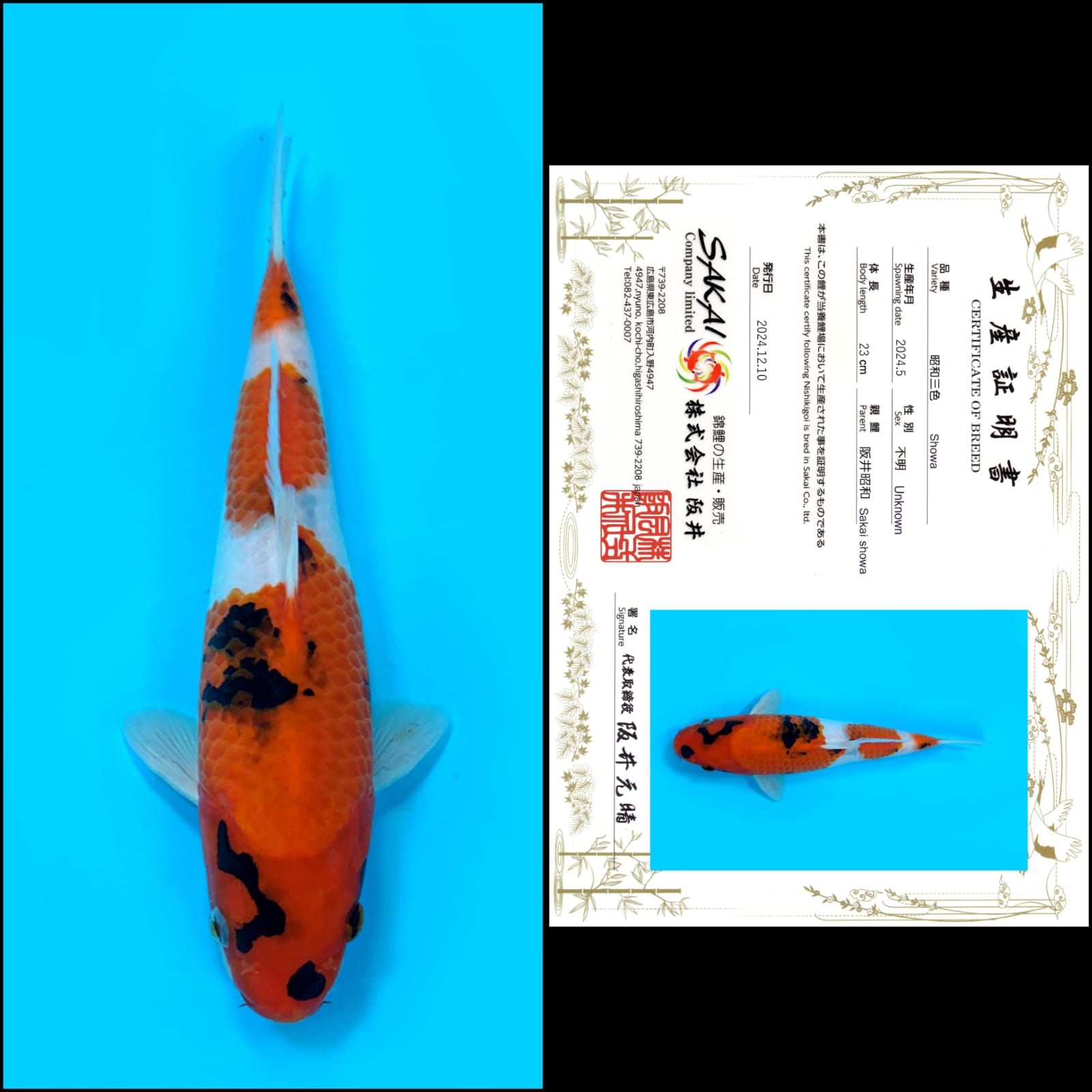 SHOWA IMPORT SAKAI UNCHEK 23cm