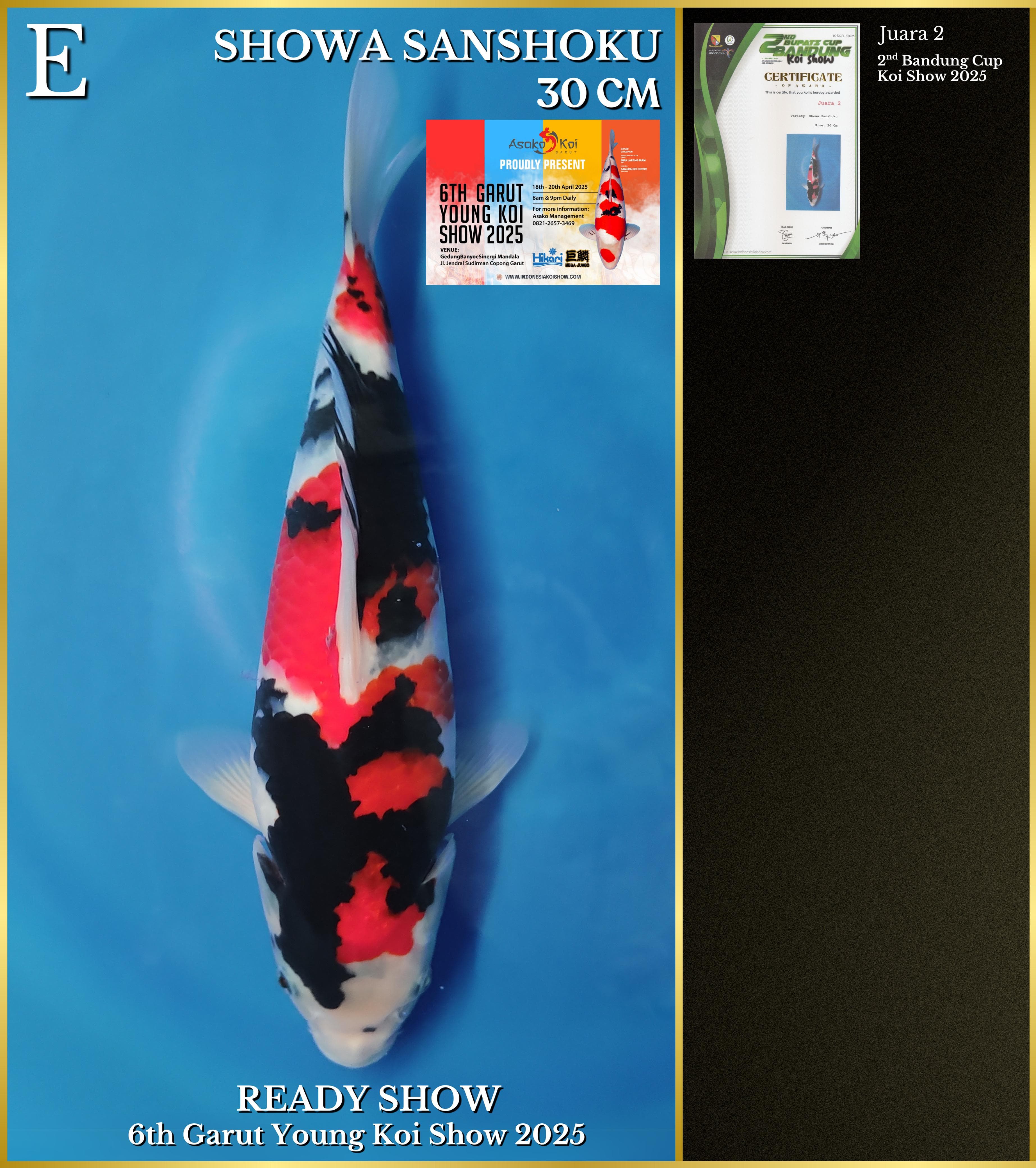 SHOWA SANSHOKU BREED IRVAN IJI IKAN PRESTASI 30cm