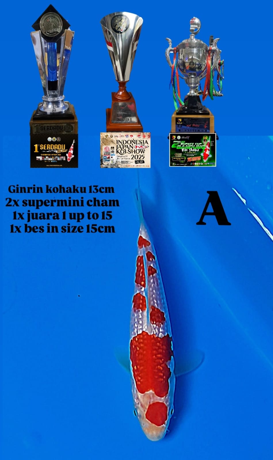 GINRIN KOHAKU 13cm