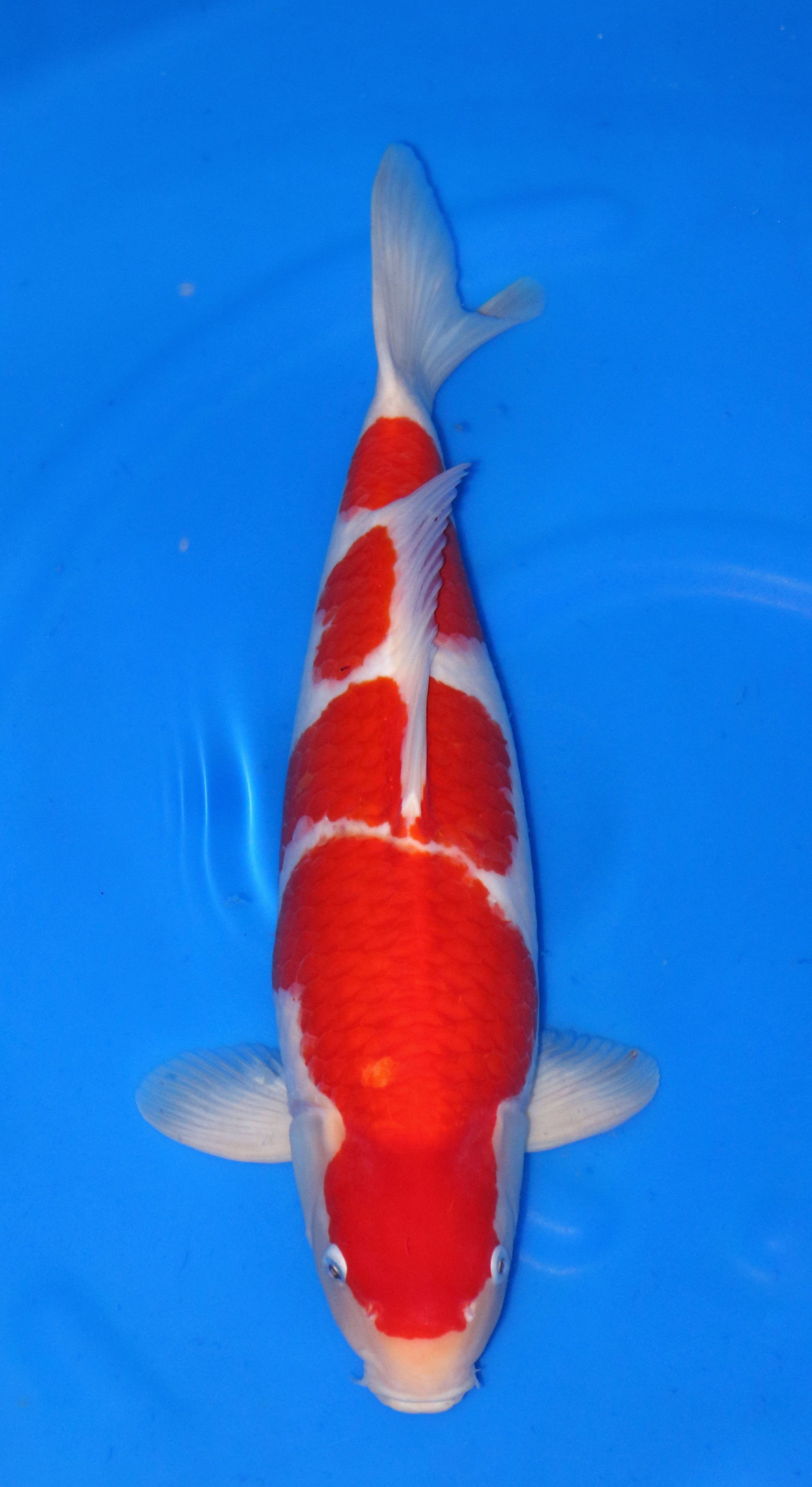 FREE GO JT KOHAKU BODY SUPER MALE 55cm
