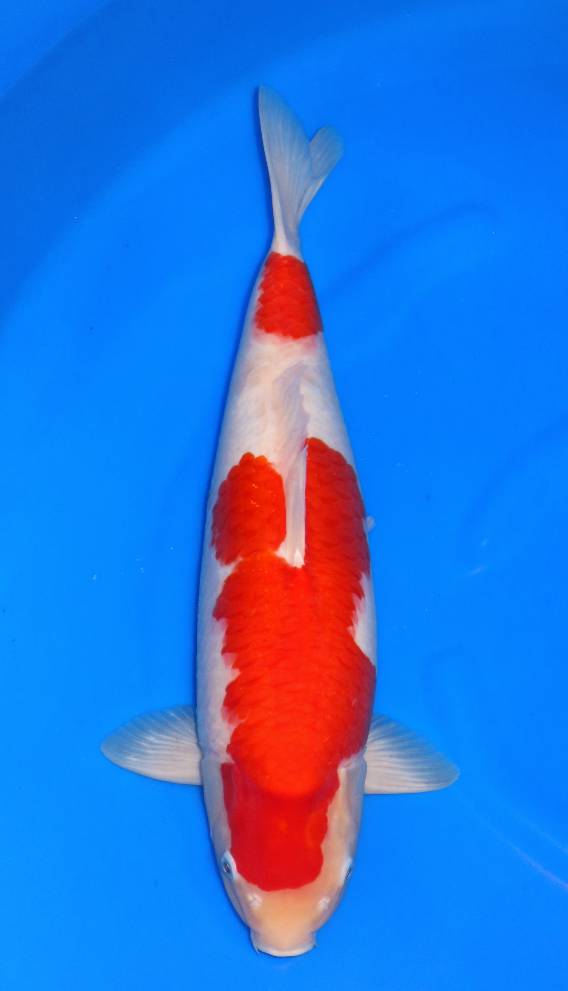 FREE GO JT KOHAKU BODY SUPER MALE 55cm