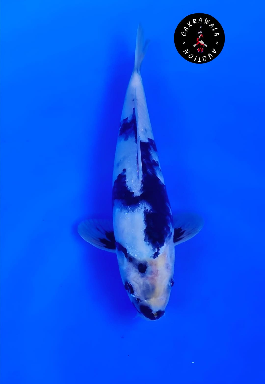 SHIRO 24cm