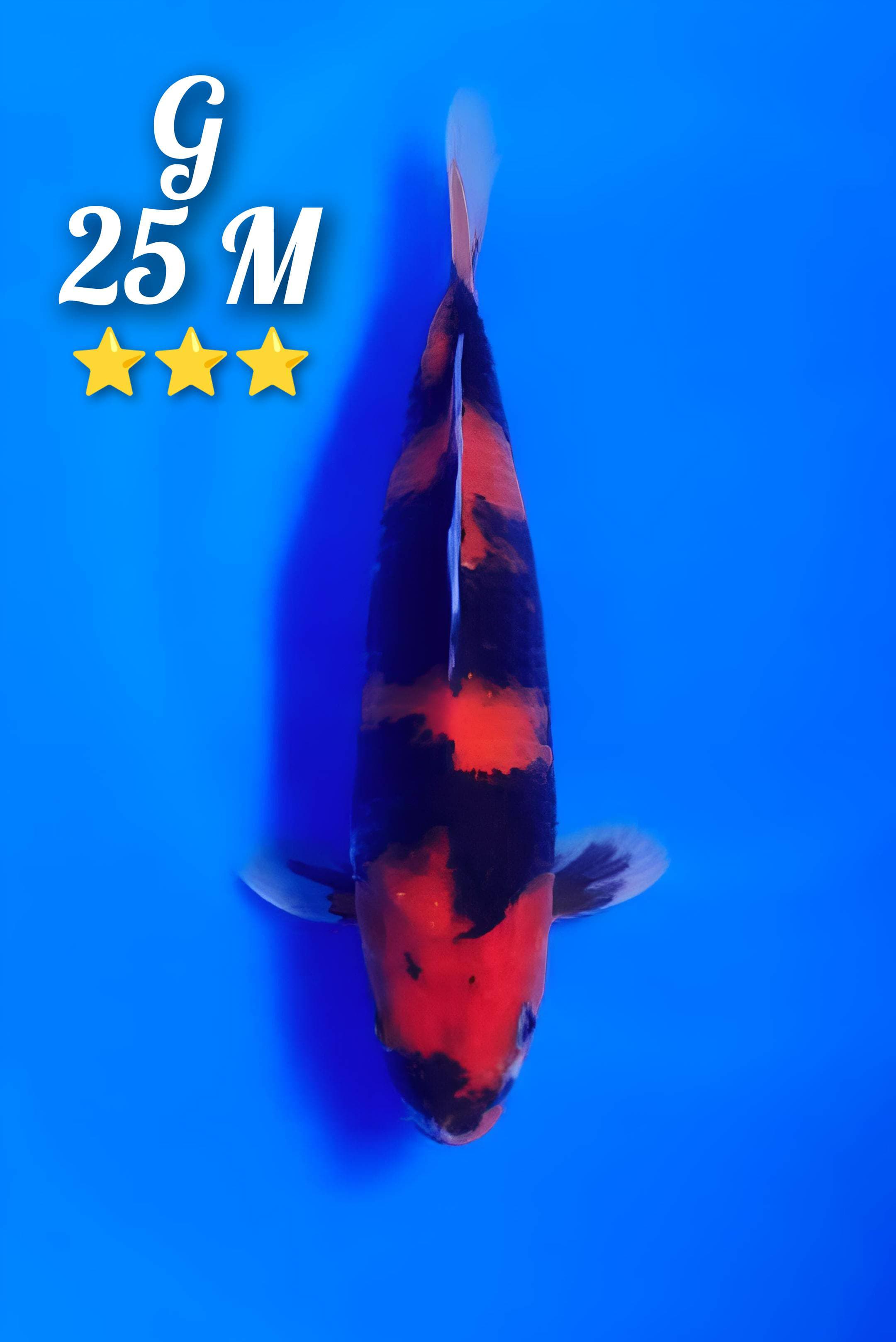 SHOWA SANSOKU 25cm