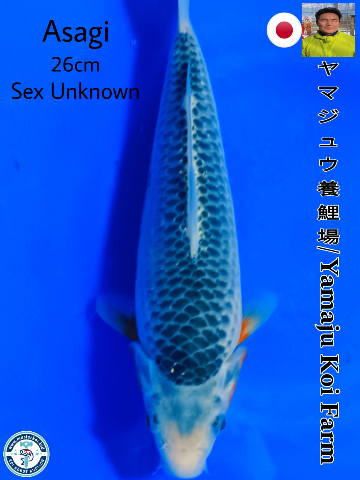 SUPERB SHOW QUALITY ASAGI IMPORT FROM YAMAJU KOI FARM 26cm