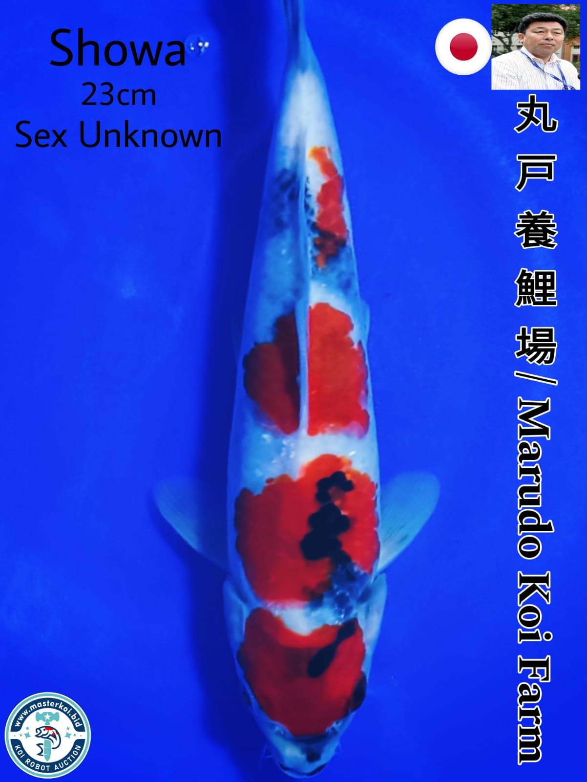 SUPERB SHOWA IMPORT FROM MARUDO KOI FARM 23cm