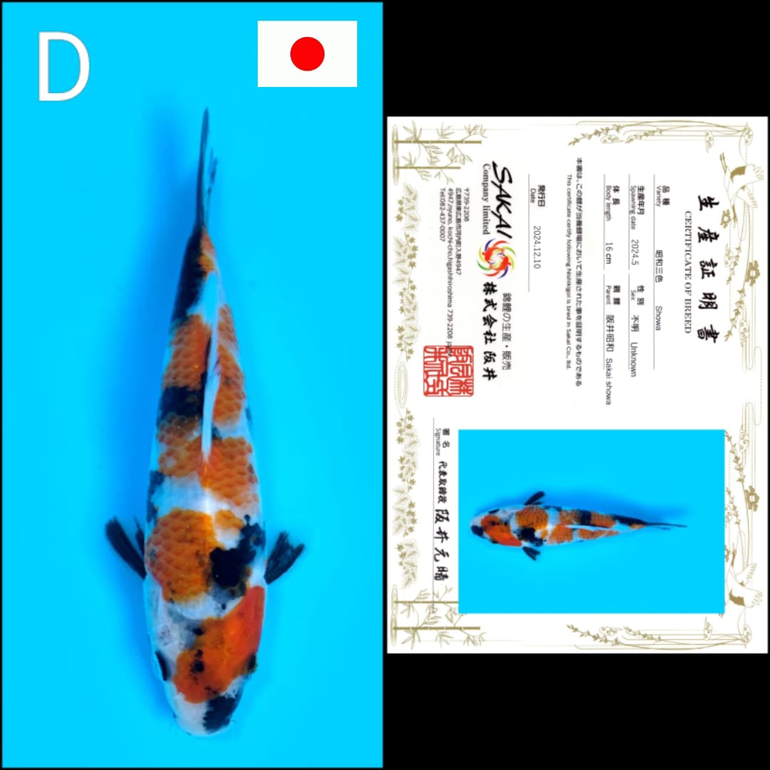 SHOWA SAKAI 16cm