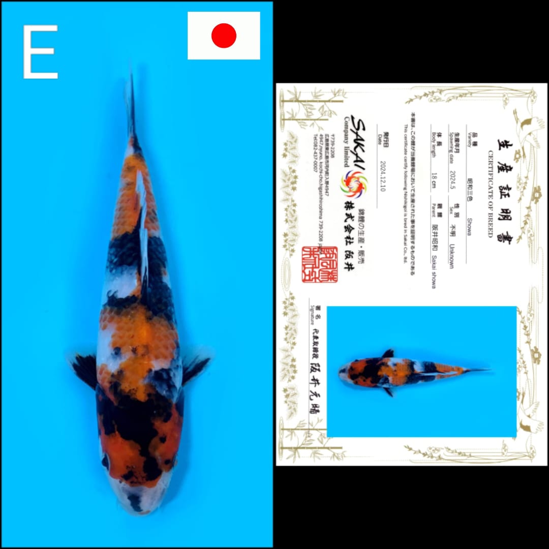 SHOWA SAKAI 18cm