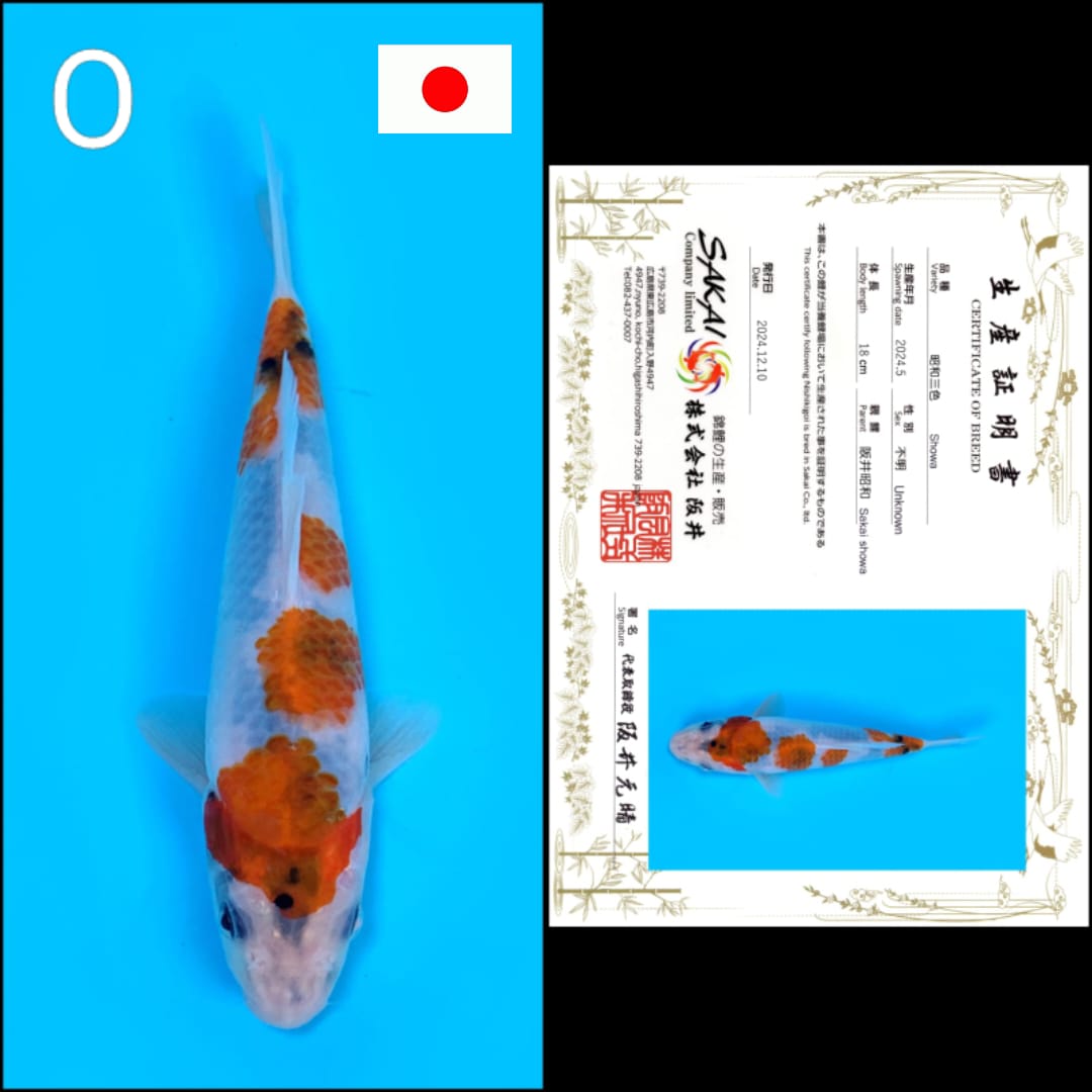SHOWA SAKAI 18cm
