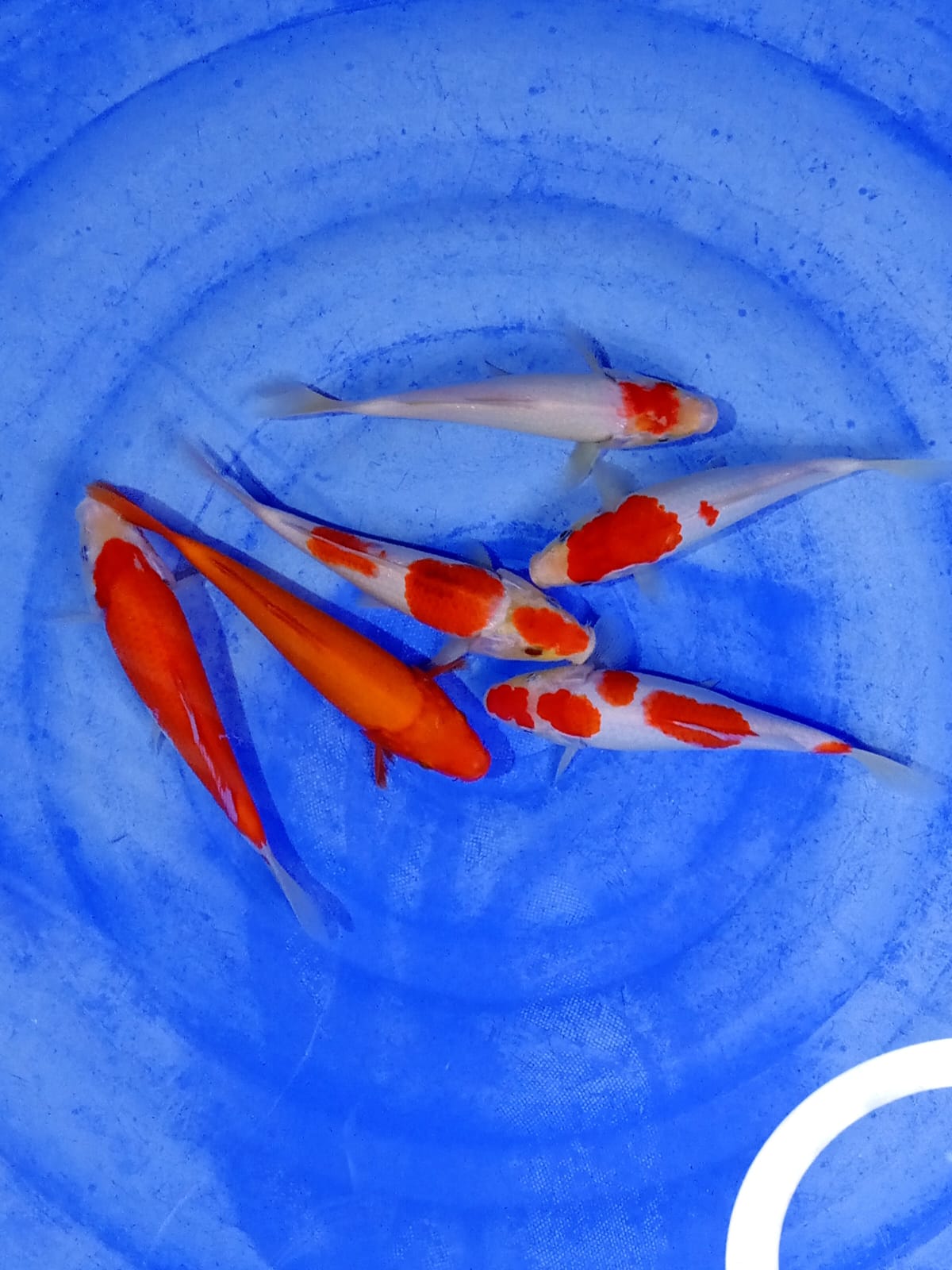 PAKET KOHAKU 6 EKOR 2123cm