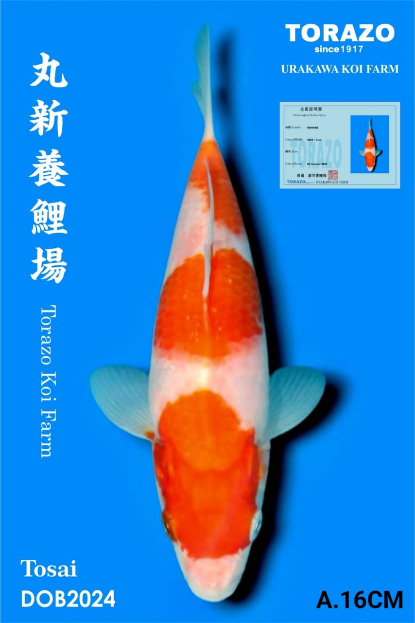 KOHAKU IMPORT TORAZO KOI BEST QUALITY KOI FARM16cm