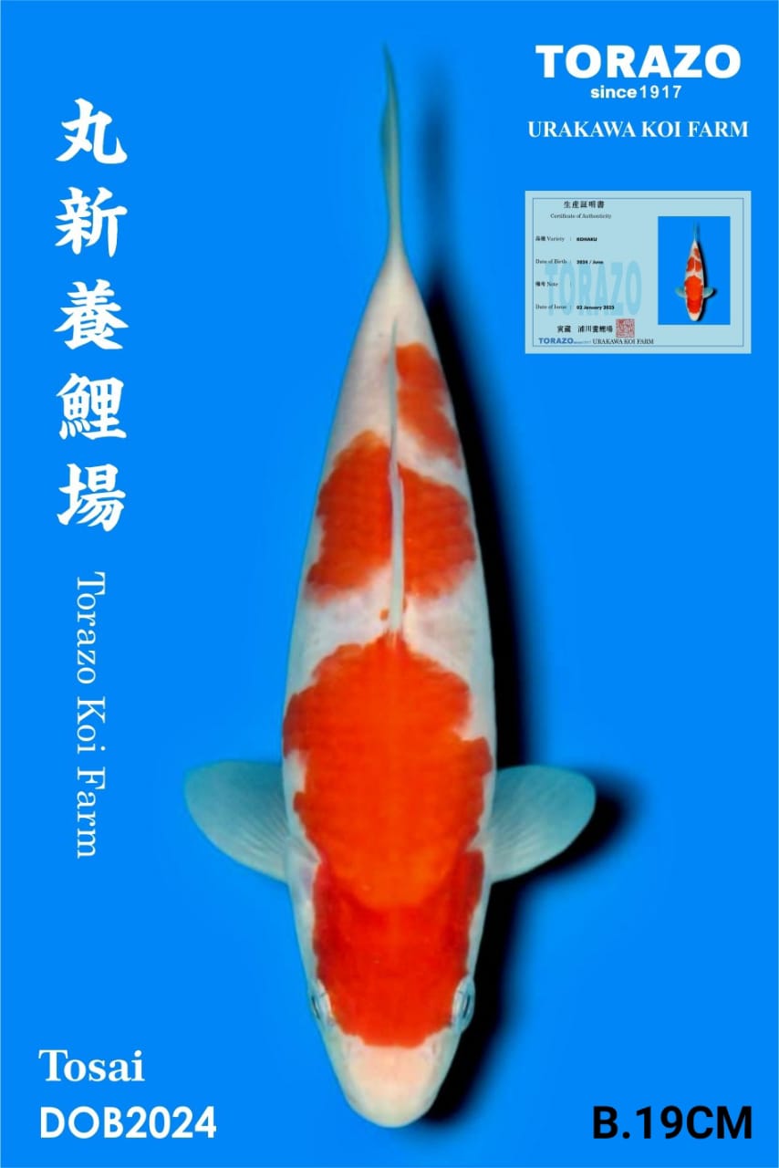 KOHAKU IMPORT TORAZO KOI BEST QUALITY KOI FARM19cm