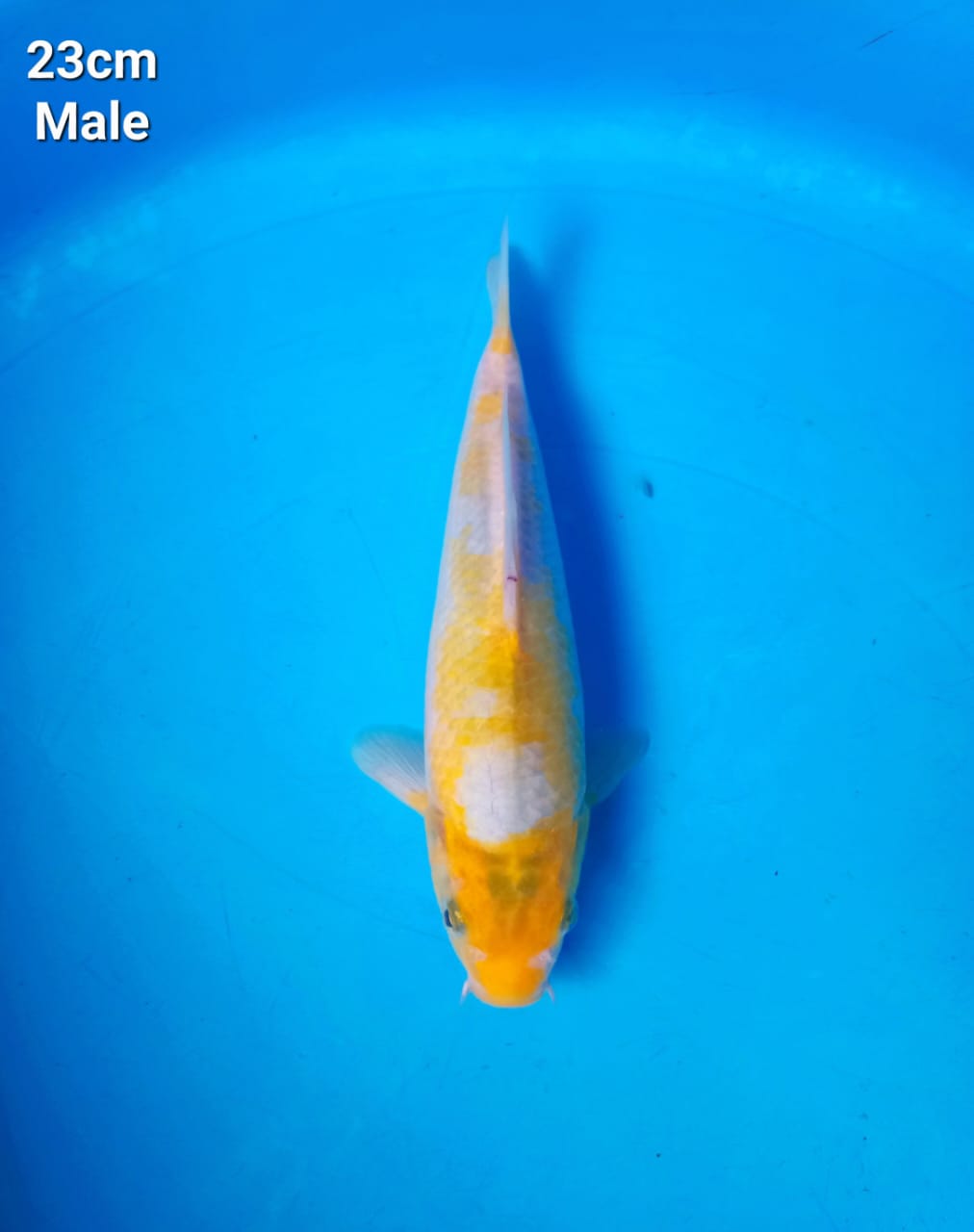 SABIKOYO 25cm