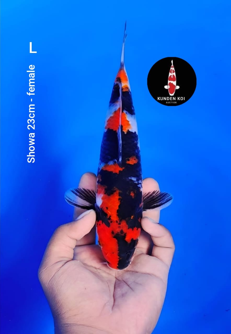 SHOWA 23cm