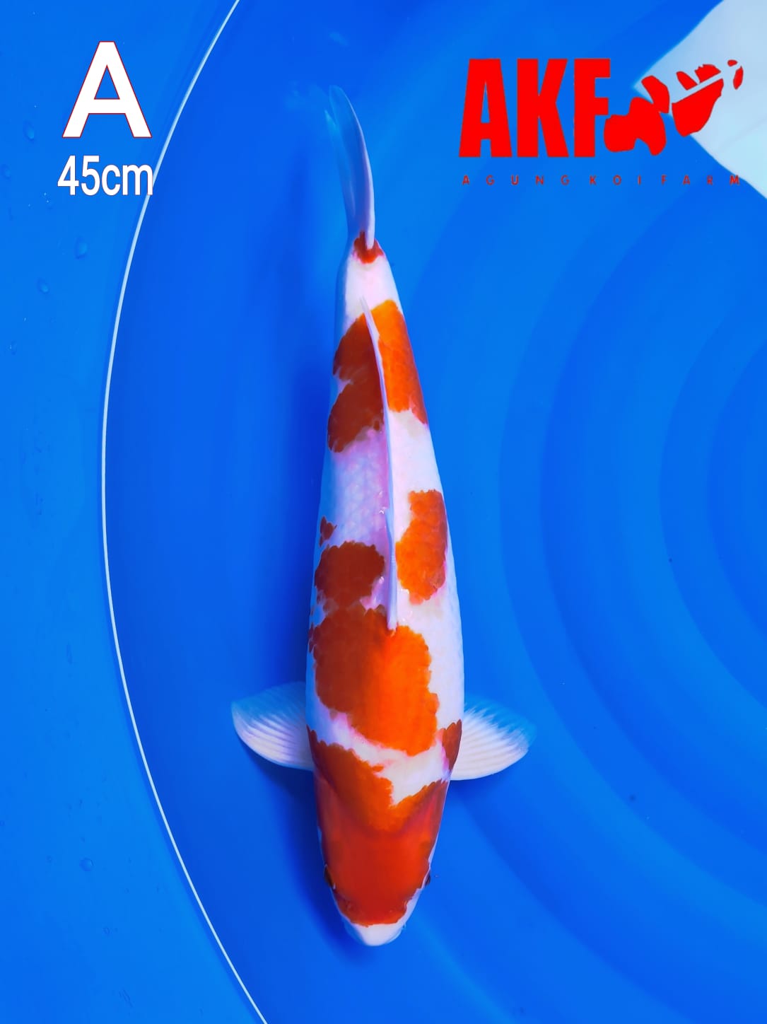KOHAKU AKF 45cm