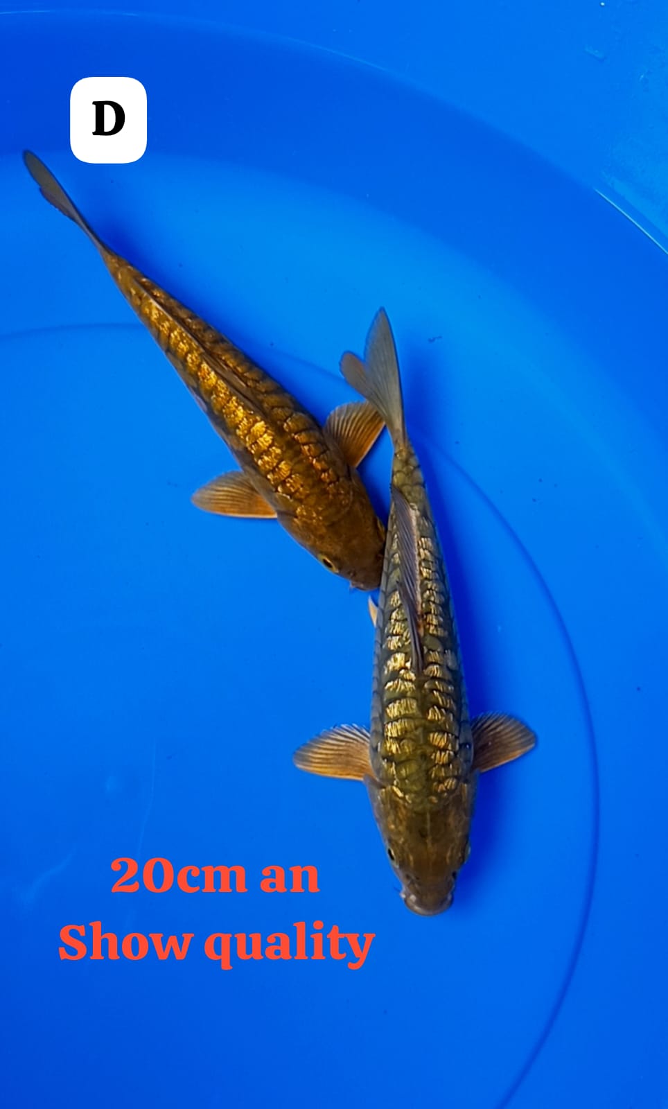 ARAGOKE GINRIN SPESIAL SQ 20cm