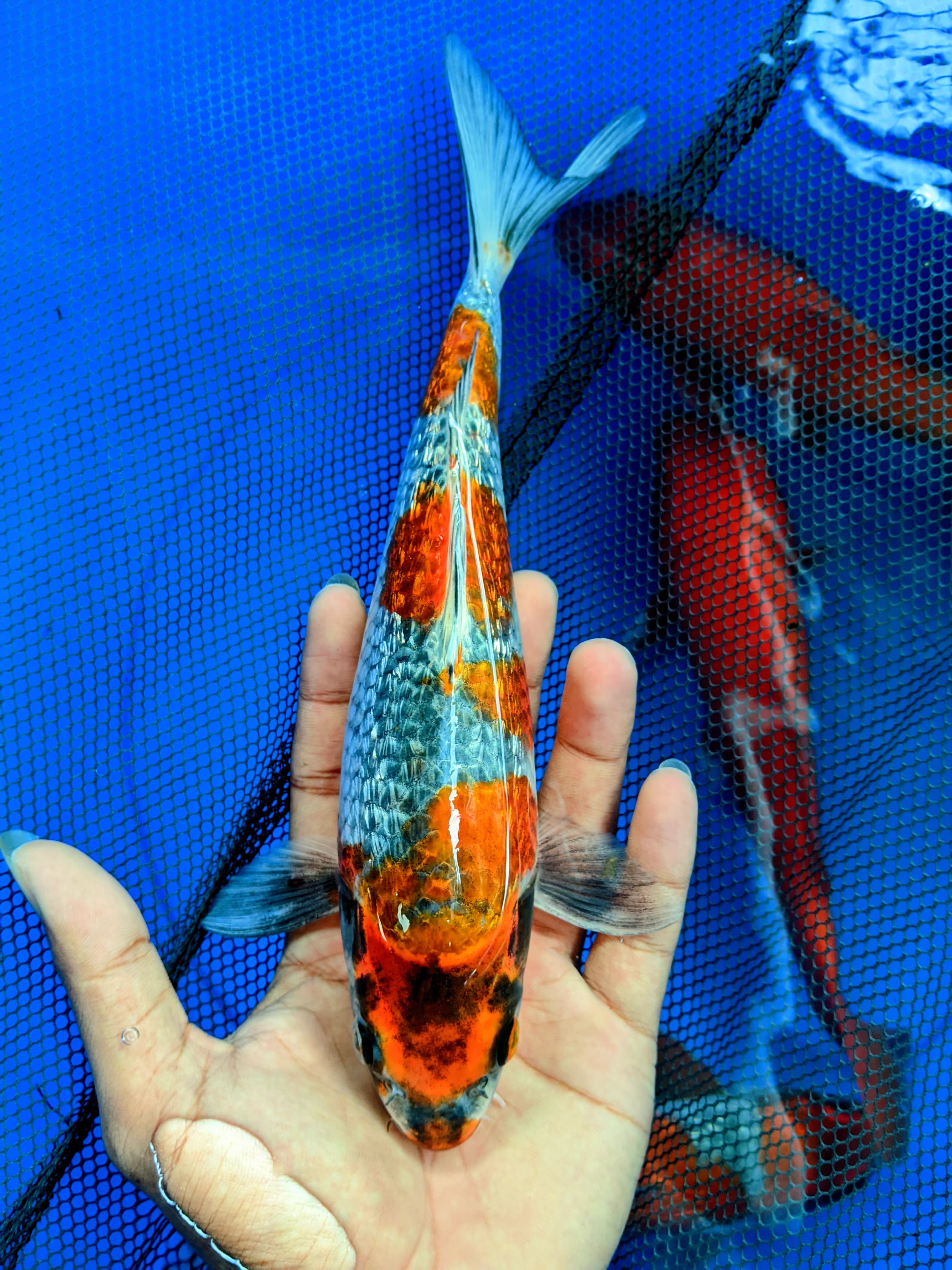 KOGANE OCHIBA GINDRIN 26cm