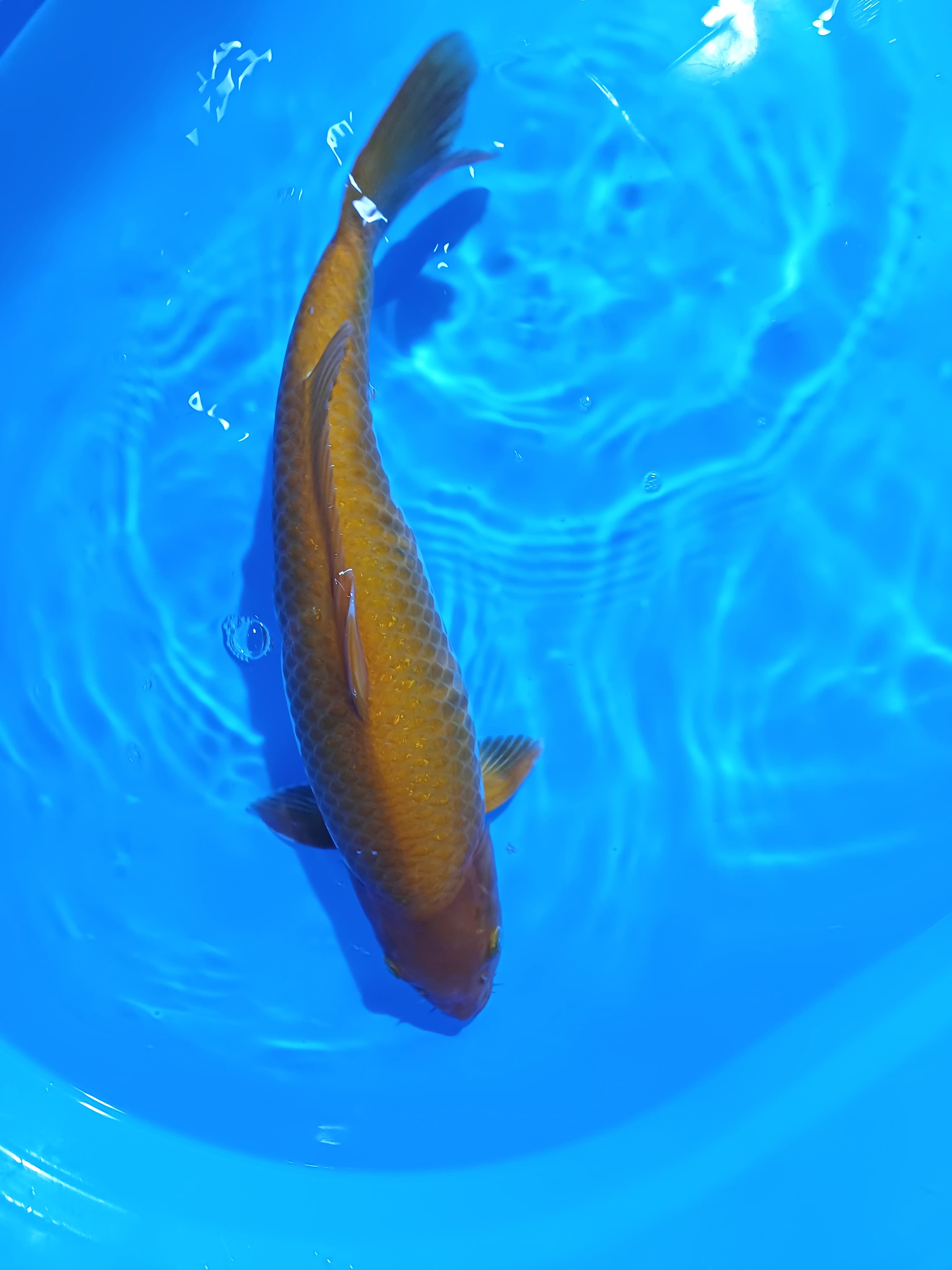 SABIKOYO 46cm
