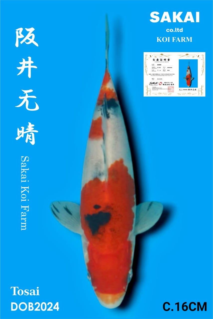 SANKE IMPORT SAKAI KOI BEST QUALITY KOI FARM16cm